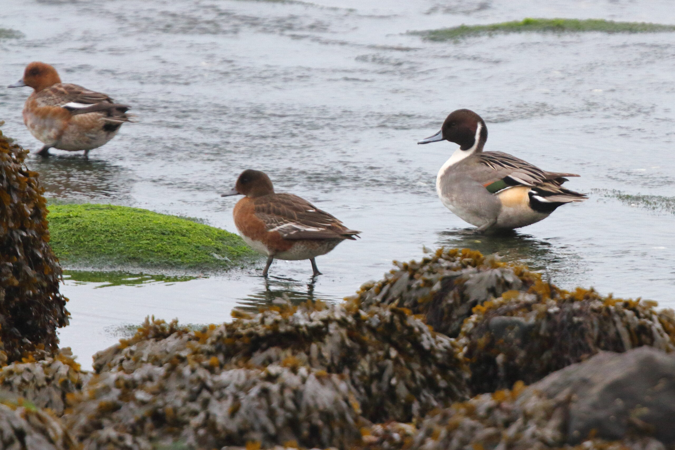 Pintail. Isle of Man, October 2019 © Neil G Morris.