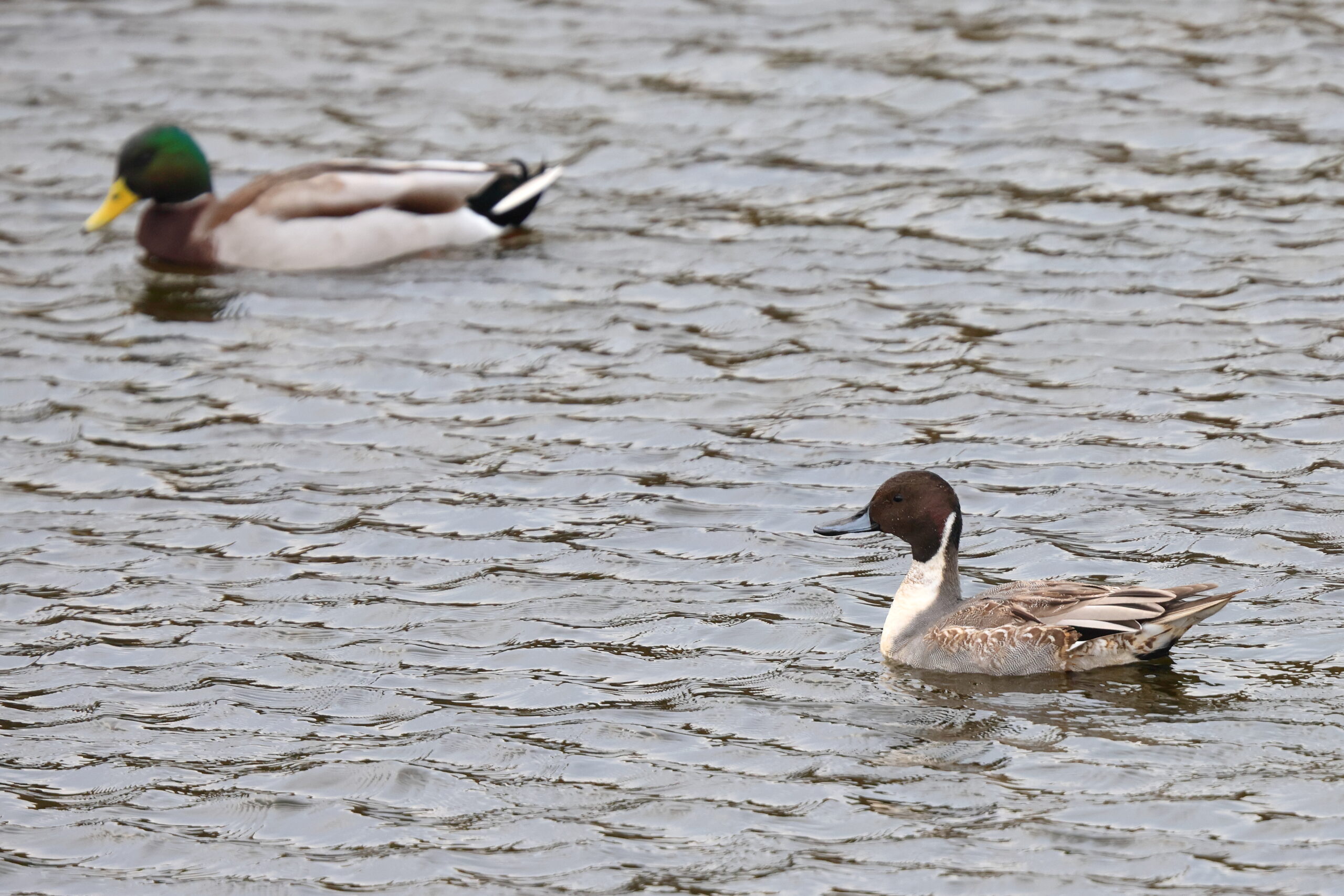 Pintail. Isle of Man, November 2024 © Neil G Morris.