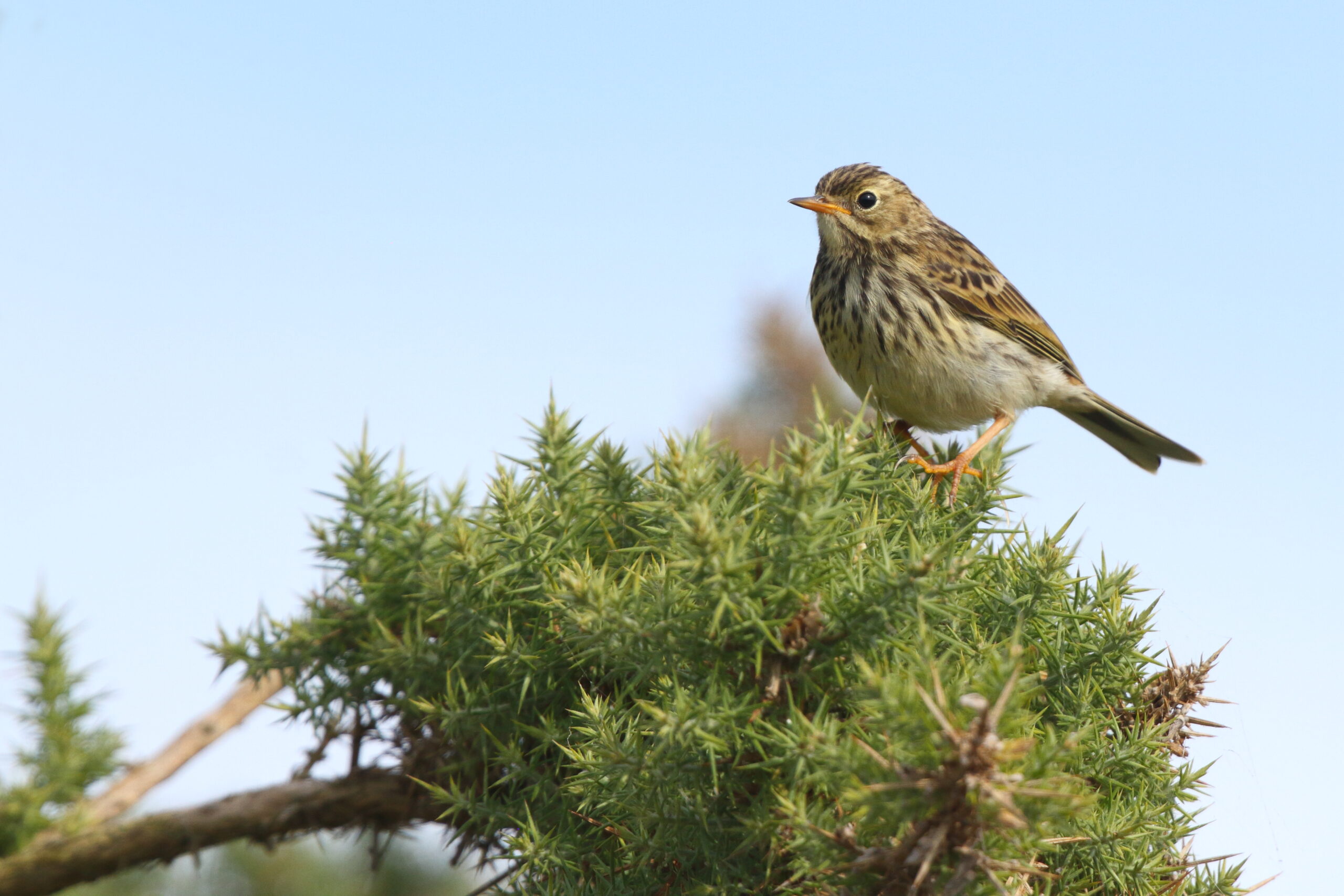 Meadow Pipit. Isle of Man, August 2020 © Neil G Morris.