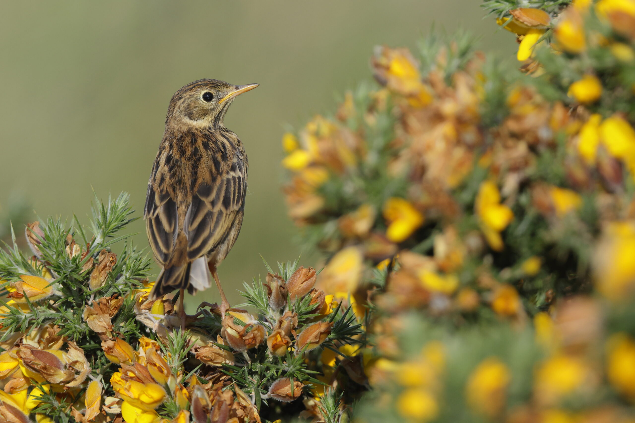Meadow Pipit. Isle of Man, May 2023 © Neil G Morris.