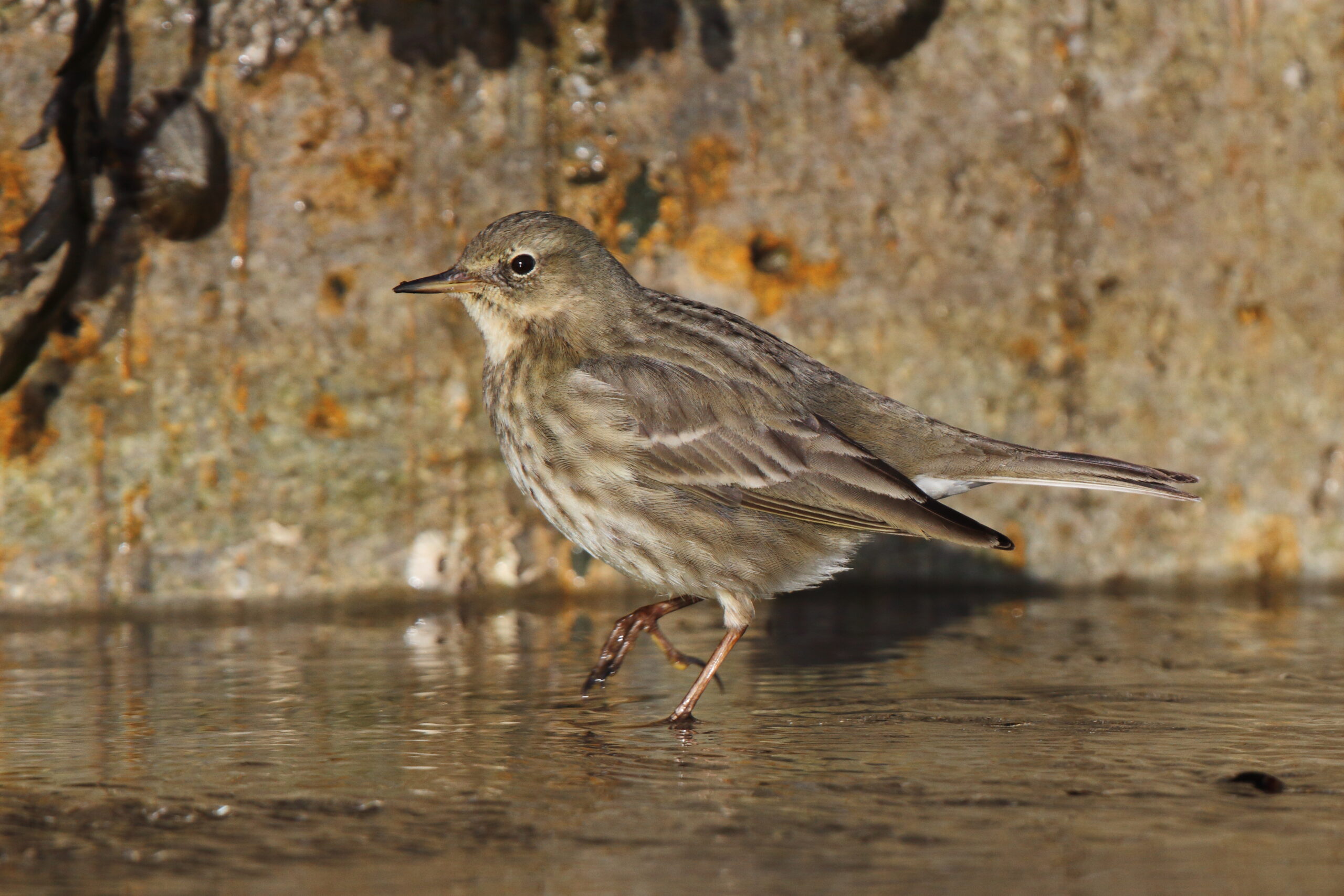 Rock Pipit. Isle of Man, January 2021 © Neil G Morris.