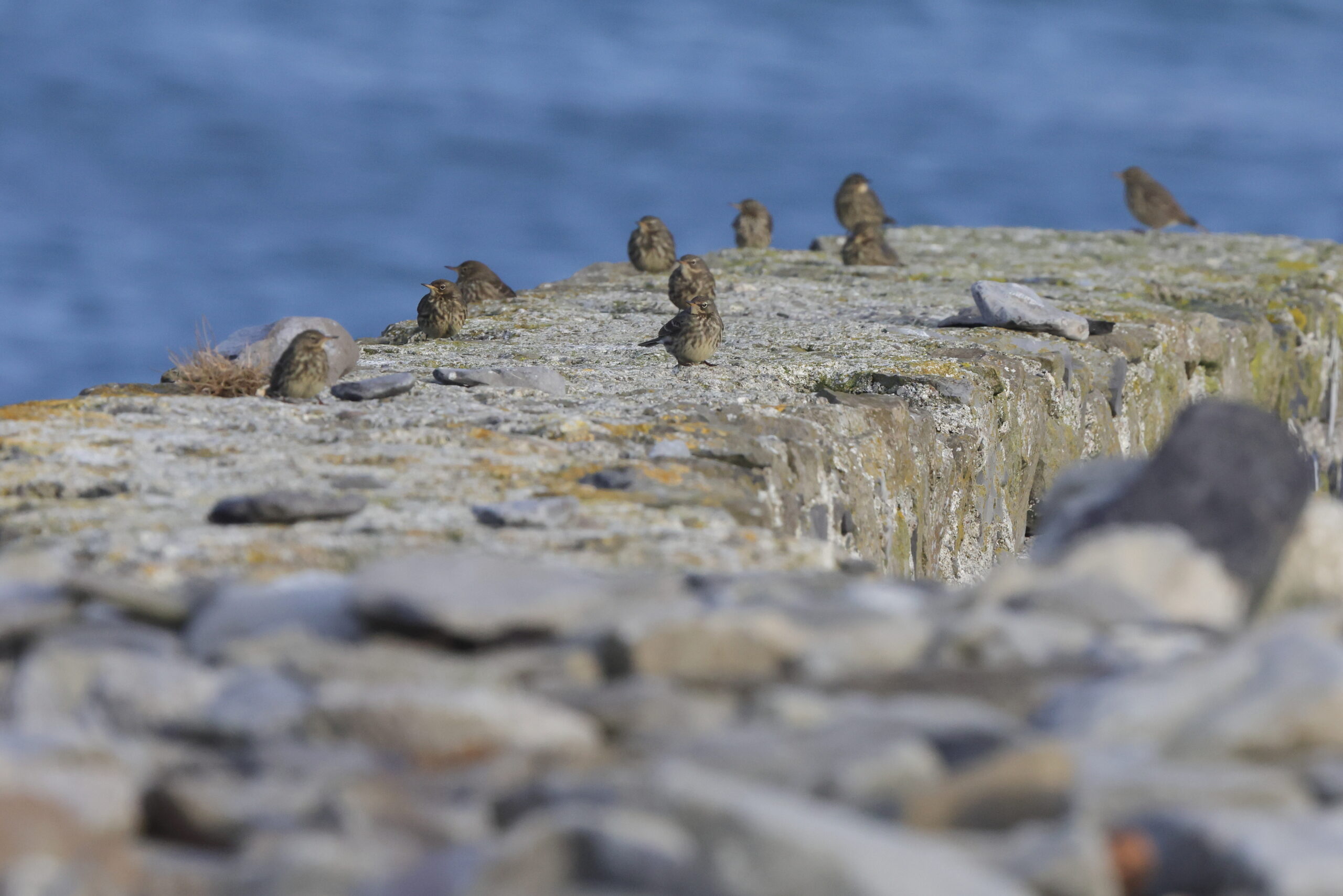 Rock Pipit. Isle of Man, December 2023 © Neil G Morris.