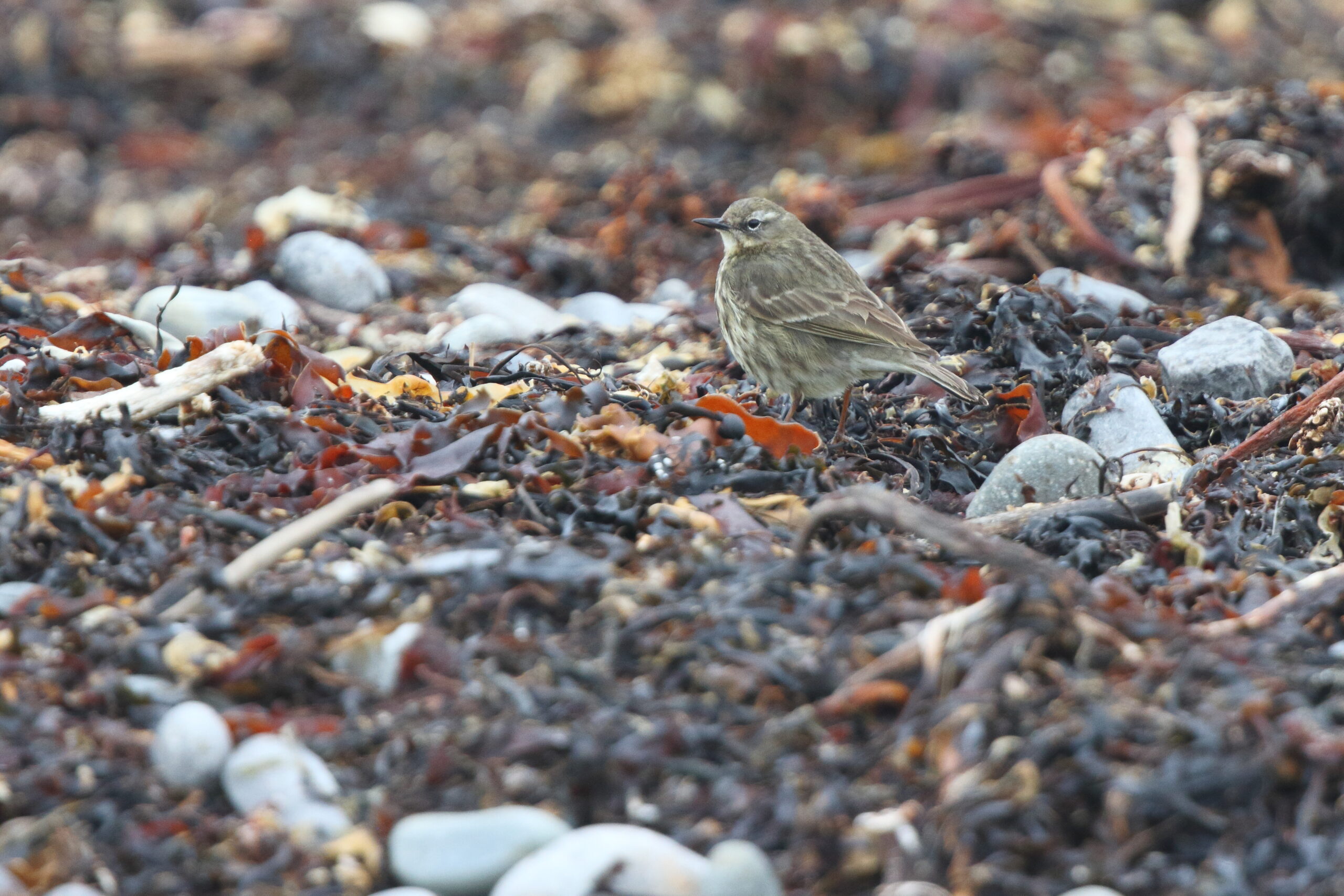 Rock Pipit. Isle of Man, March 2020 © Neil G Morris.
