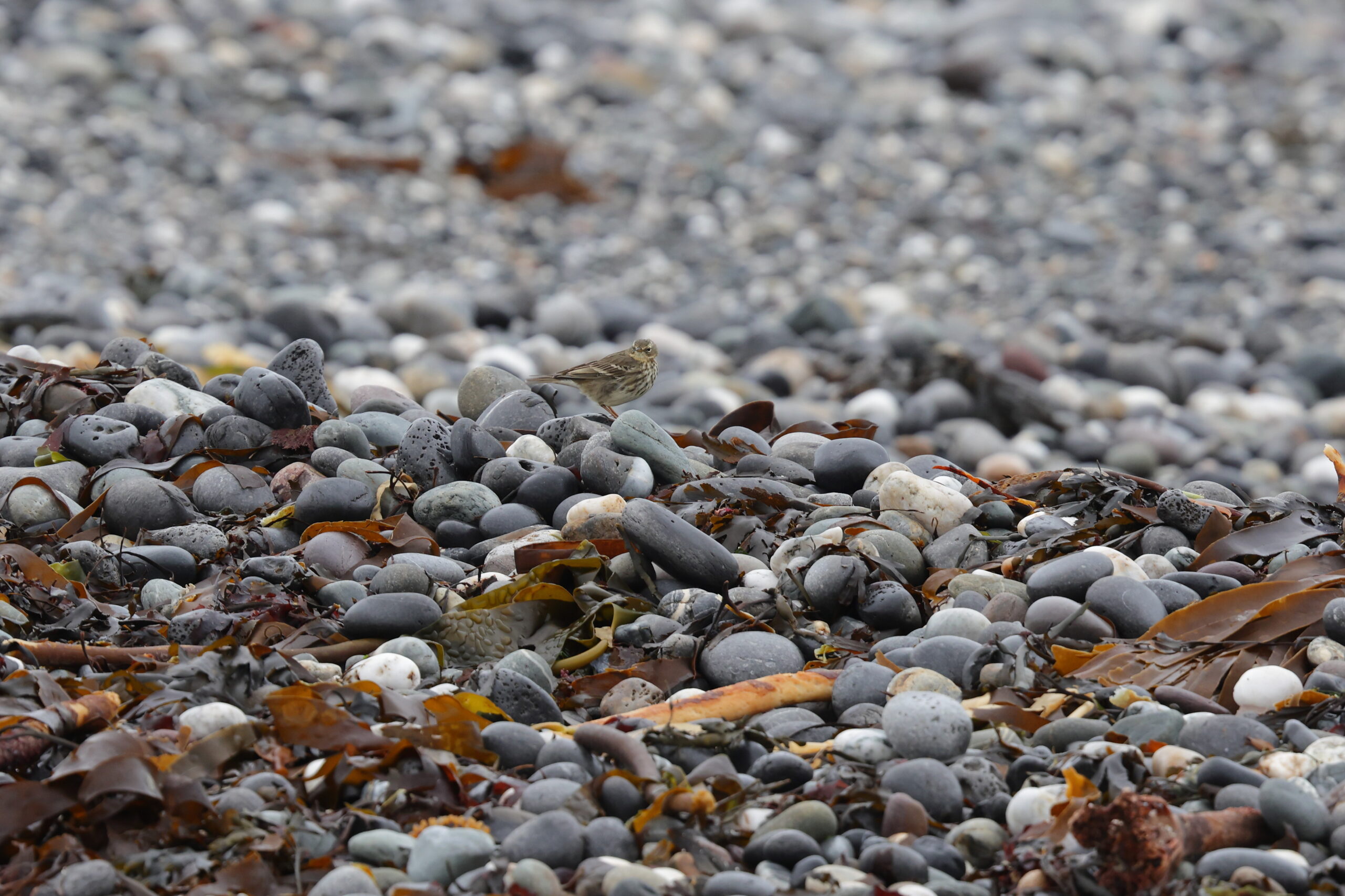 'Scandinavian' Rock Pipit. Isle of Man, February 2023 © Neil G Morris.