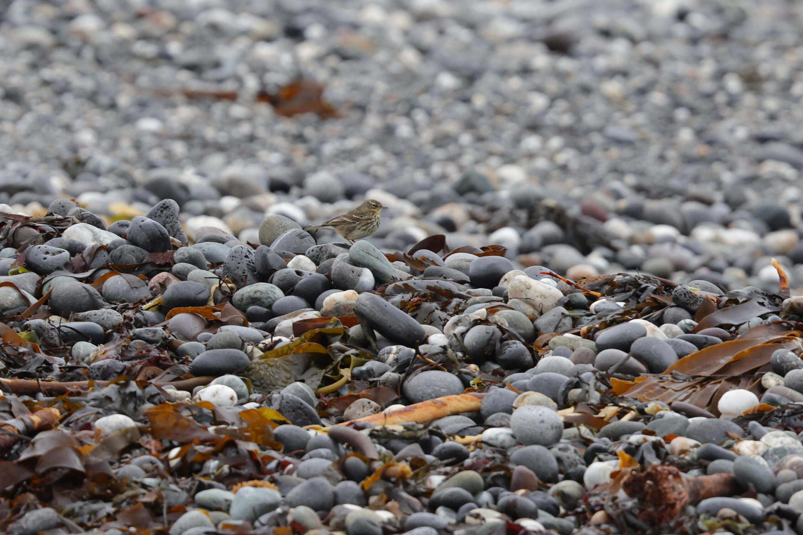'Scandinavian' Rock Pipit. Isle of Man, February 2023 © Neil G Morris.