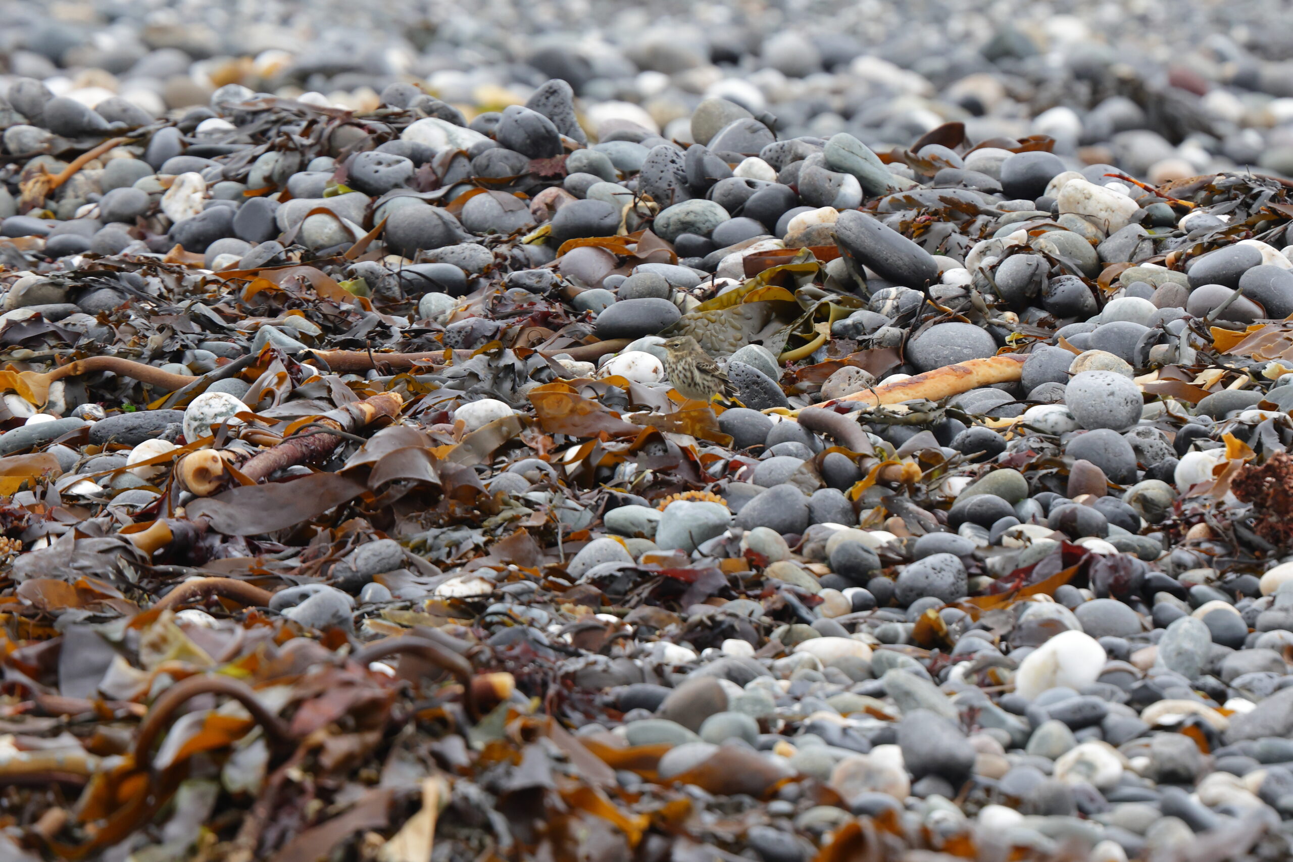 'Scandinavian' Rock Pipit. Isle of Man, February 2023 © Neil G Morris.