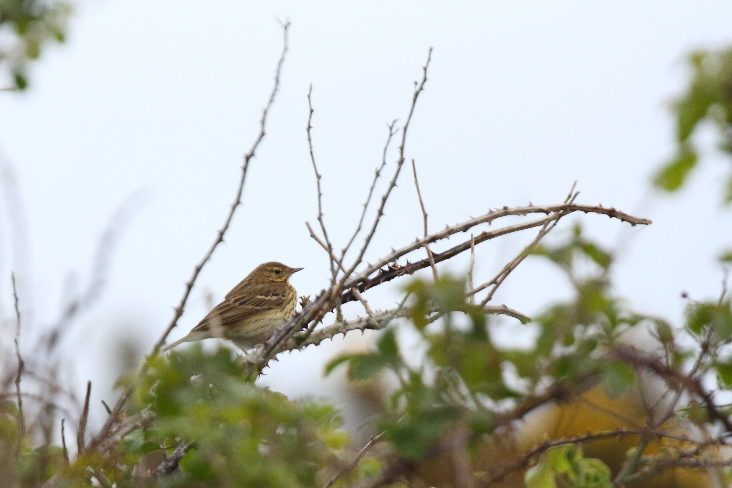 Tree Pipit. Isle of Man, April 2019 © Neil G Morris.