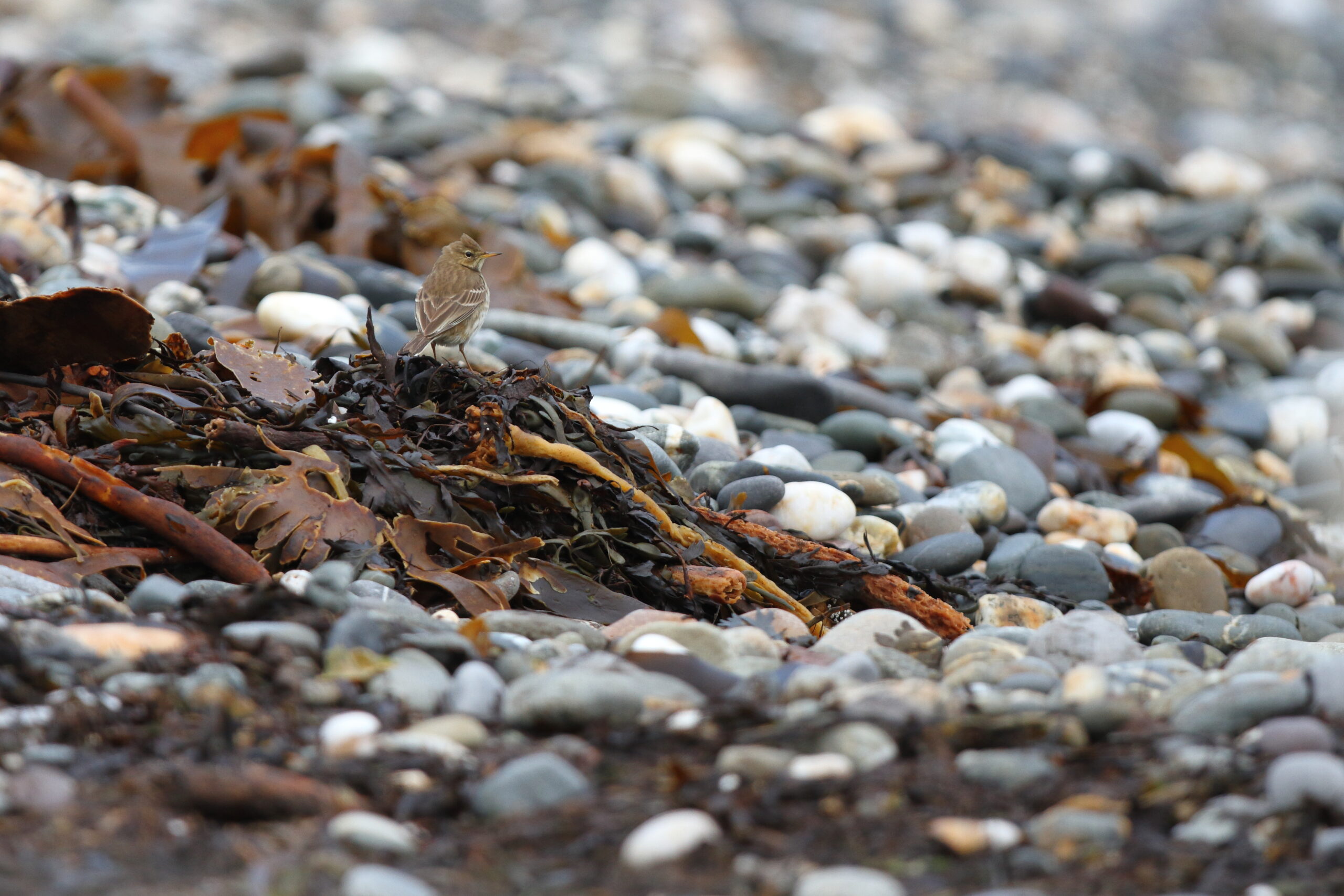 Water Pipit. Isle of Man, January 2019 © Neil G Morris.