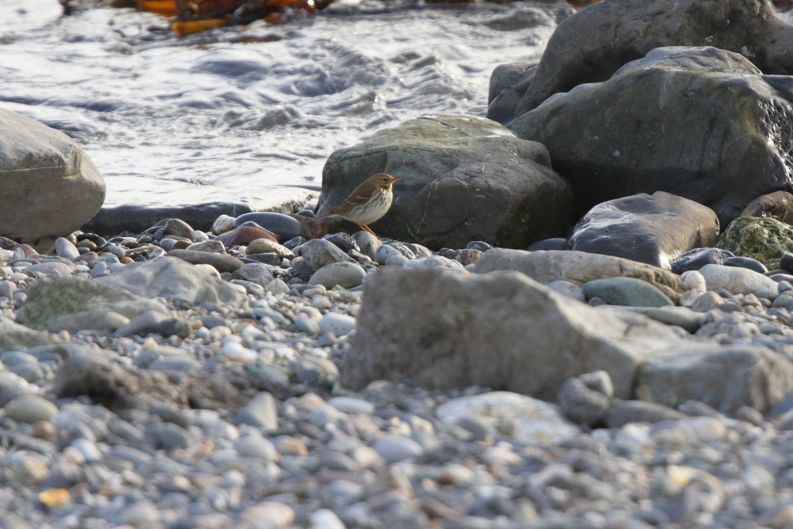 Water Pipit. Isle of Man, March 2019 © Neil G Morris.