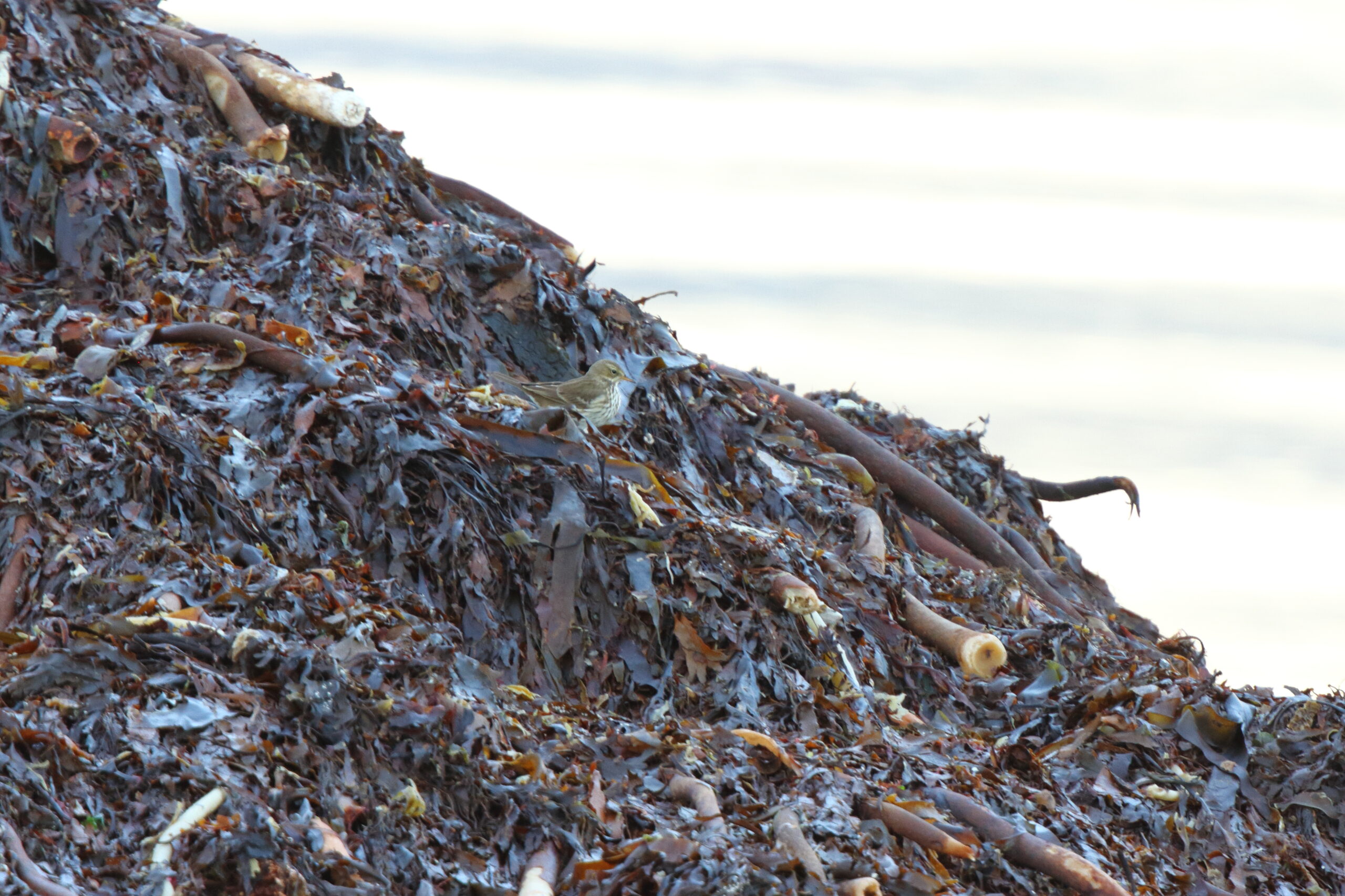 Water Pipit. Isle of Man, November 2021 © Neil G Morris.