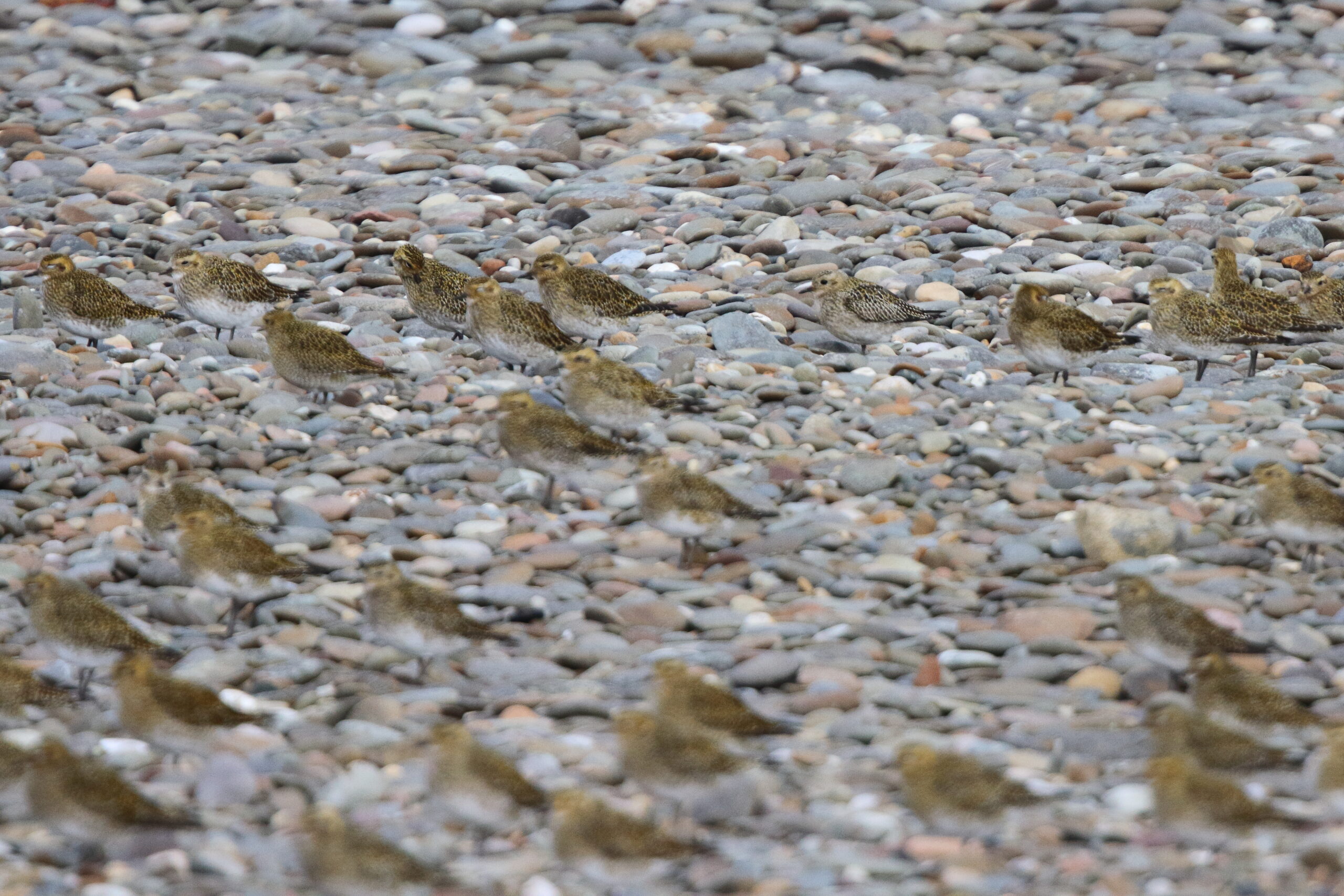 Golden Plover. Isle of Man, September 2018 © Neil G Morris.