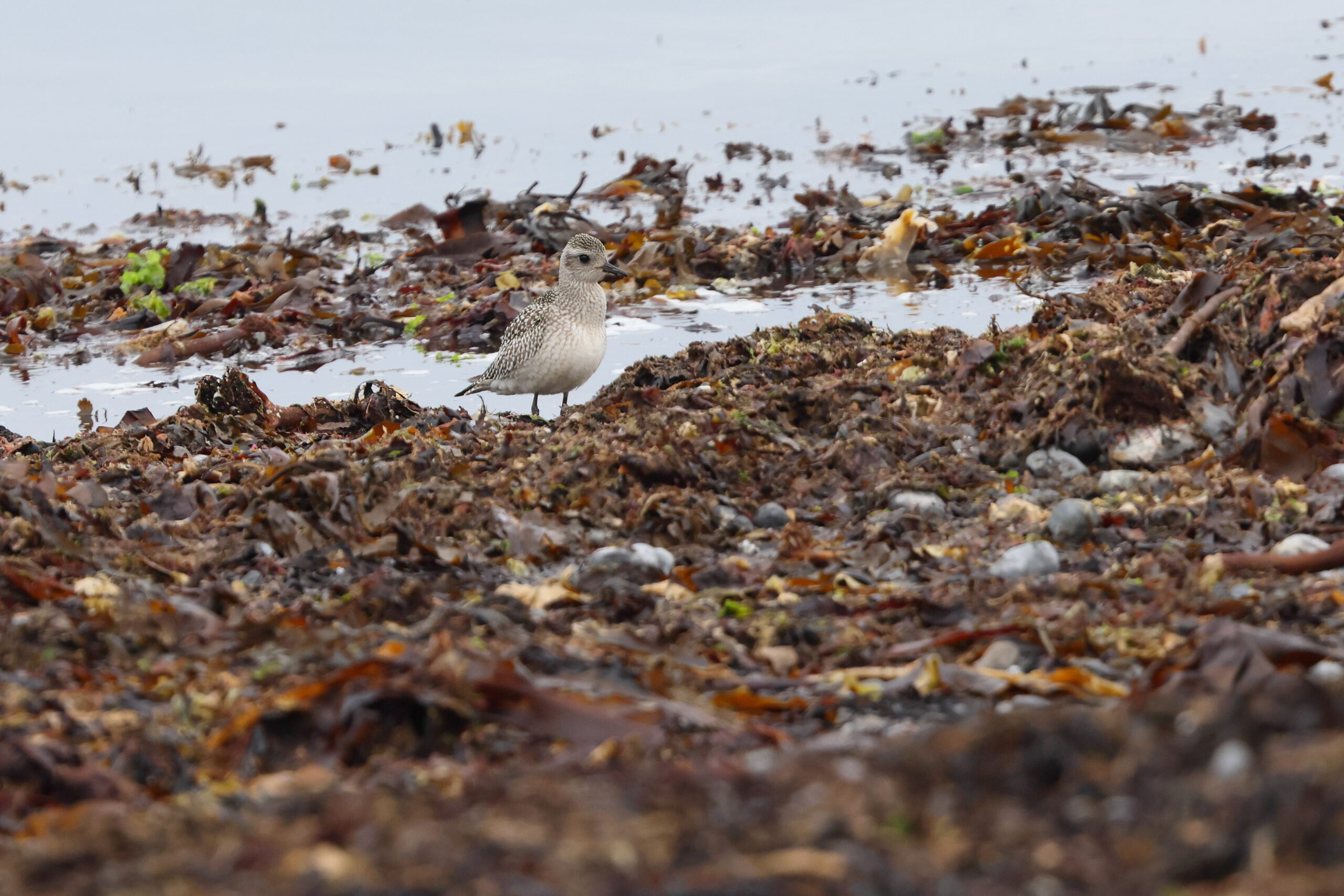Grey Plover. Isle of Man, September 2024 © Neil G Morris.