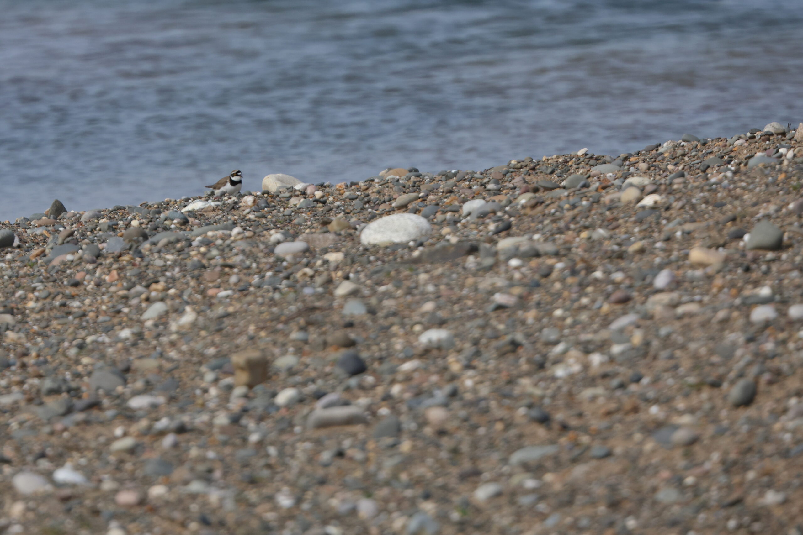 Little Ringed Plover. Isle of Man, May 2023 © Neil G Morris.