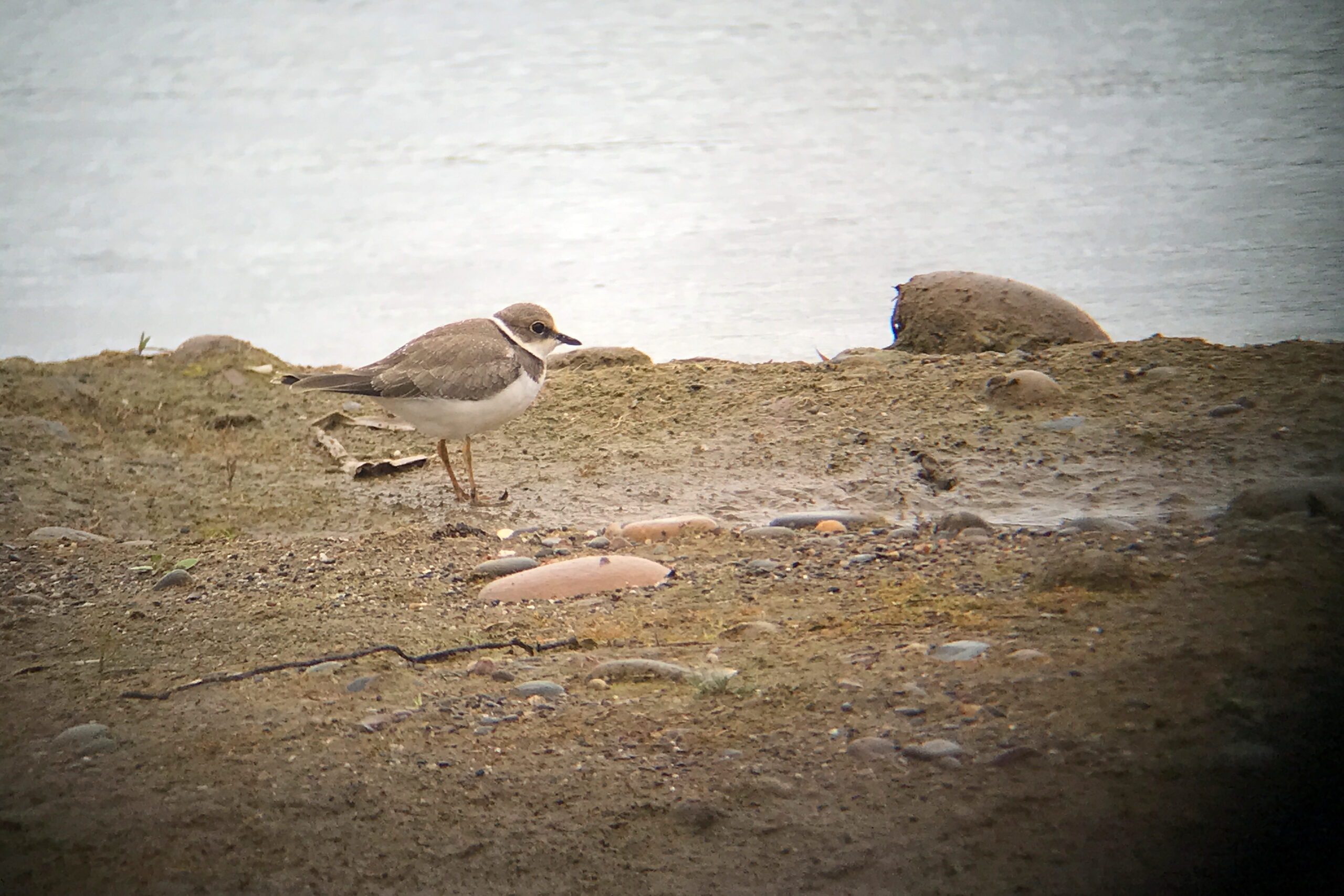 Little Ringed Plover. Isle of Man, July 2023 © Neil G Morris.