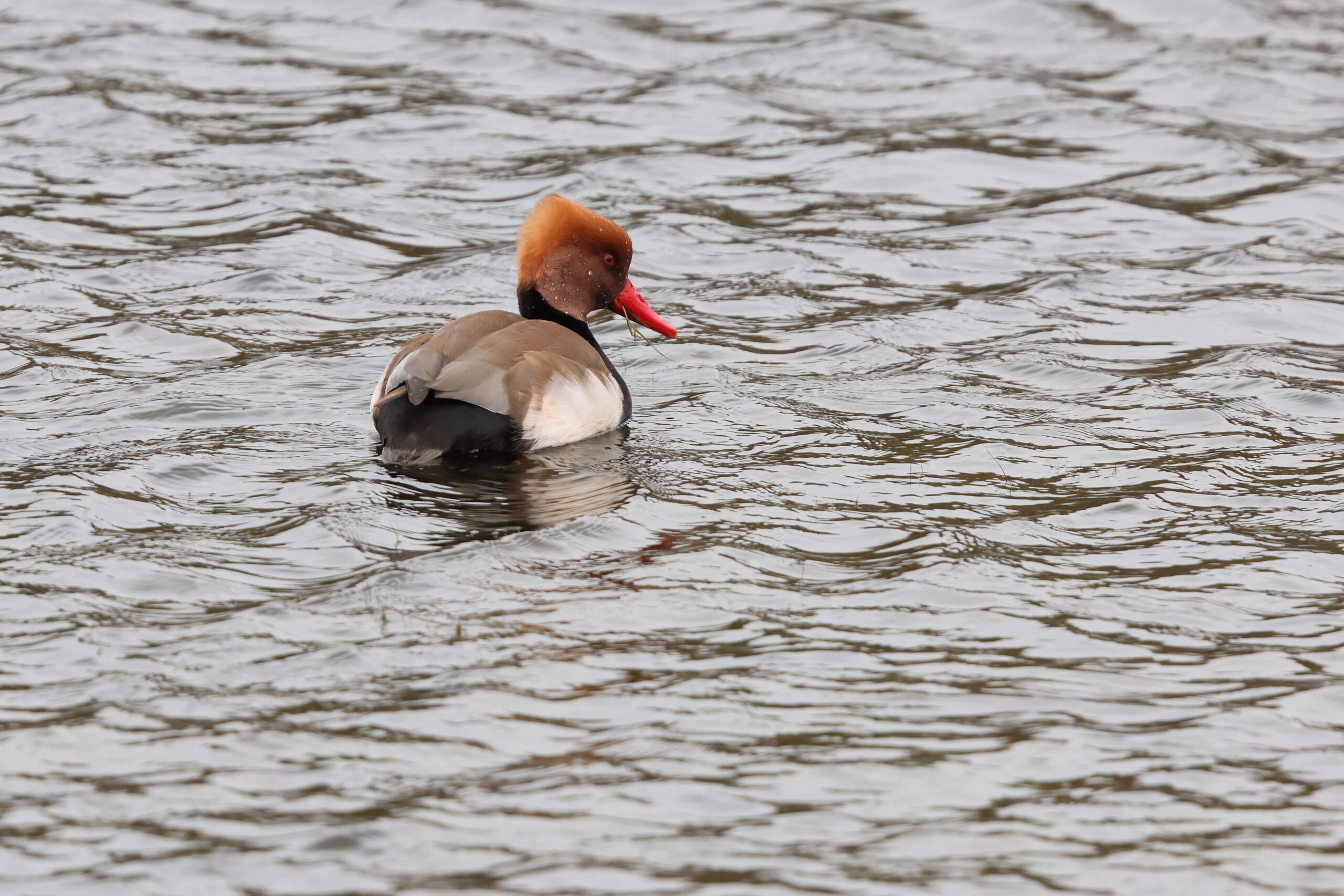 Red-crested Pochard. Isle of Man, November 2024 © Neil G Morris.