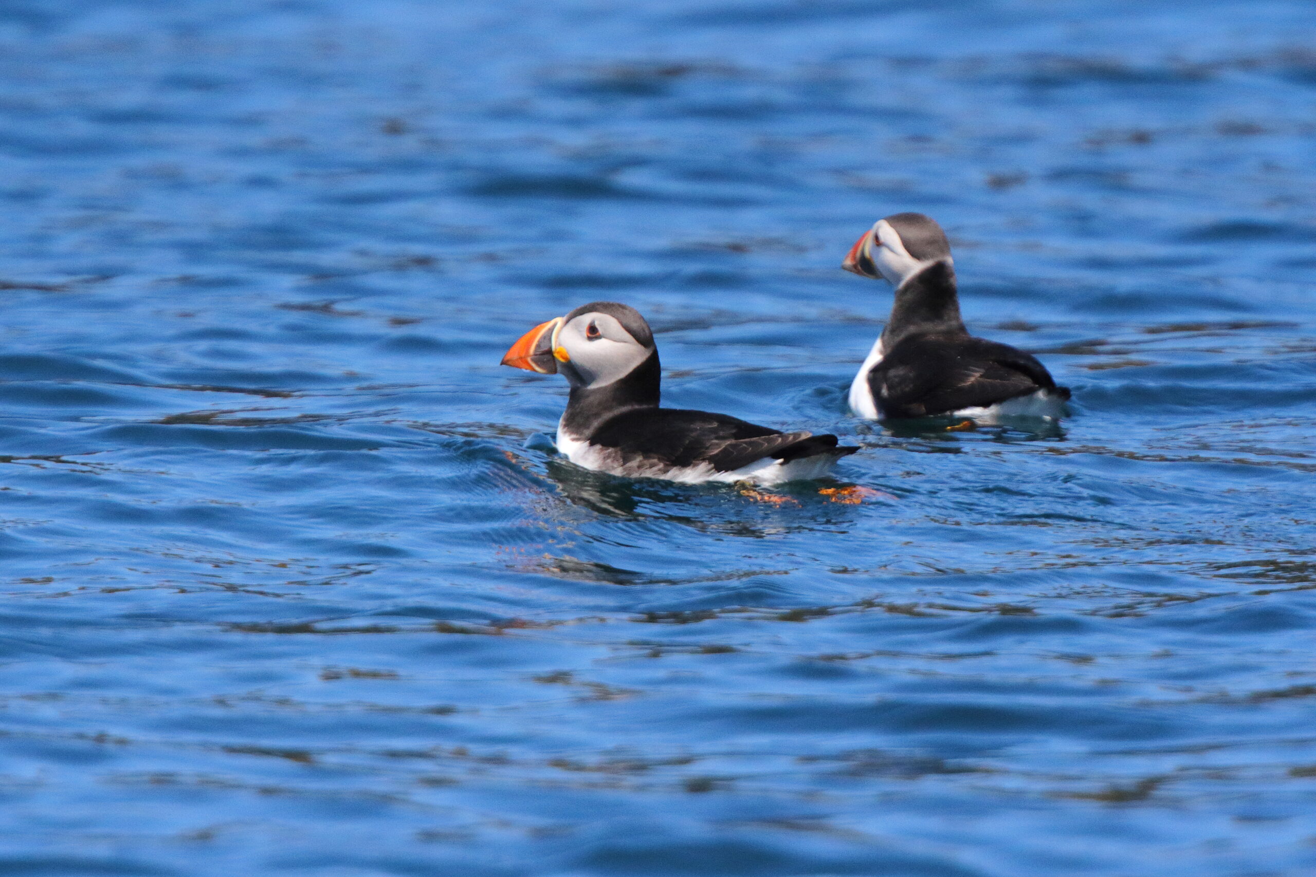 Puffin. Isle of Man, June 2018 © Neil G Morris.