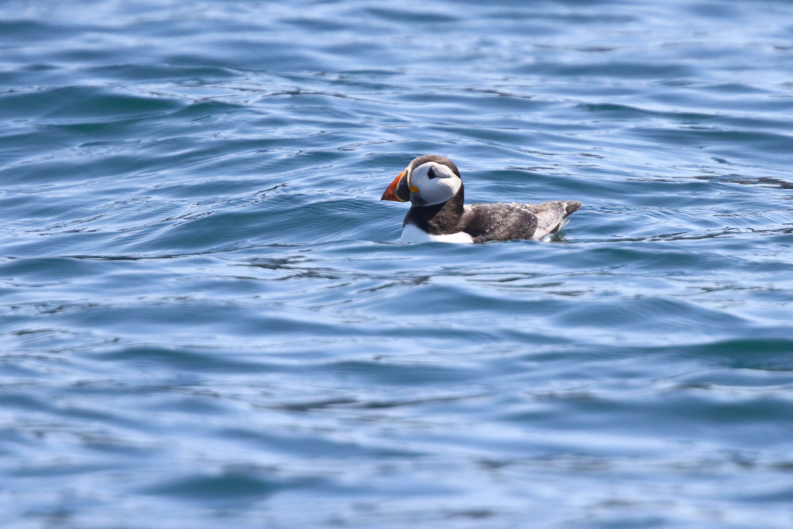 Puffin. Isle of Man, June 2019 © Neil G Morris.