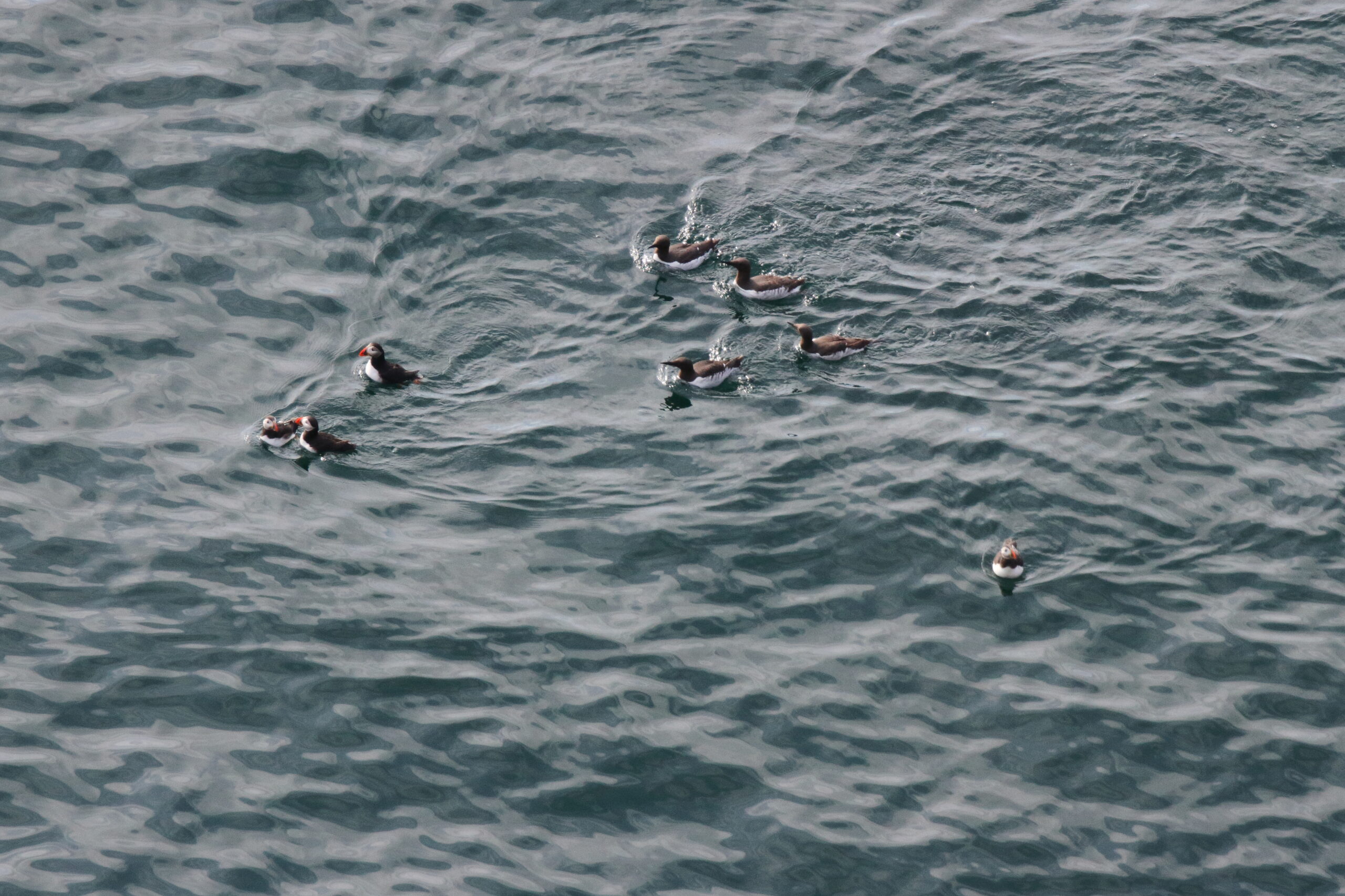 Puffin. Isle of Man, July 2017 © Neil G. Morris.