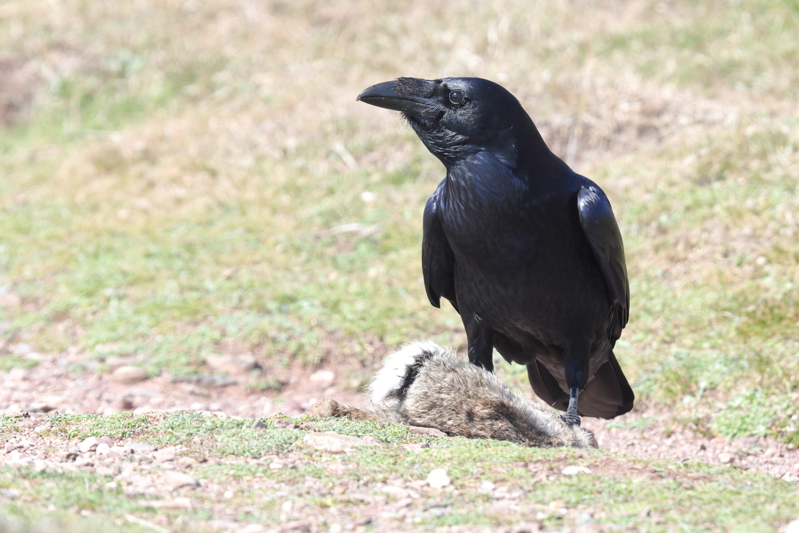 Raven. Isle of Man, August 2022 © Neil G Morris.