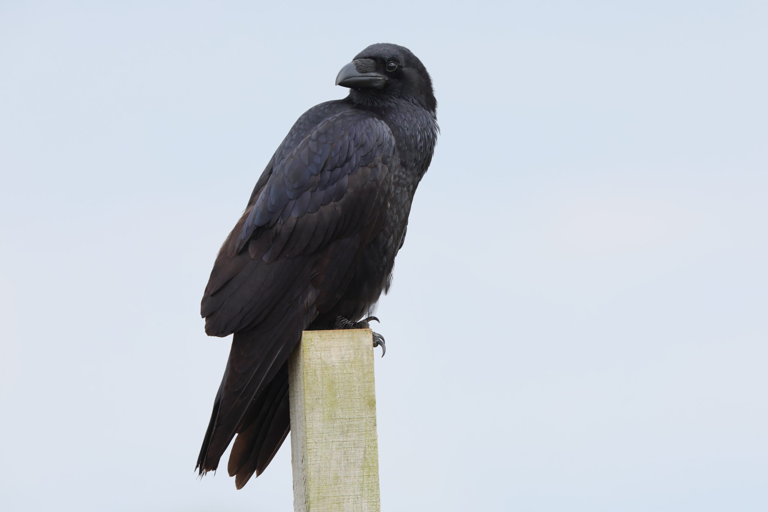 Raven. Isle of Man, September 2024 © Neil G Morris.