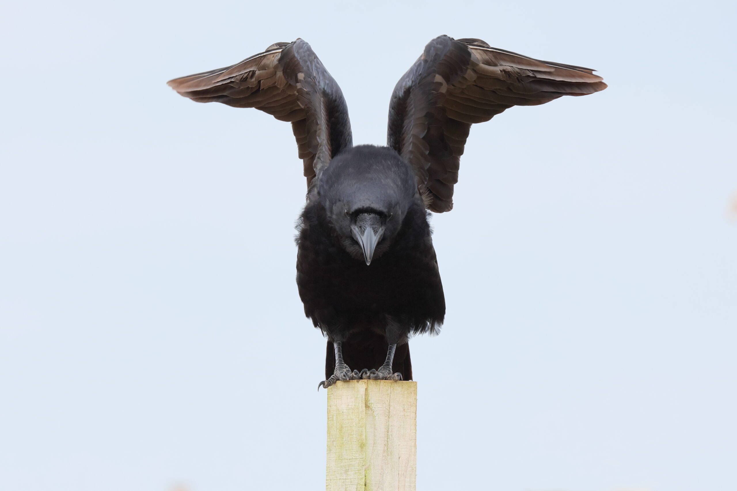 Raven. Isle of Man, September 2024 © Neil G Morris.