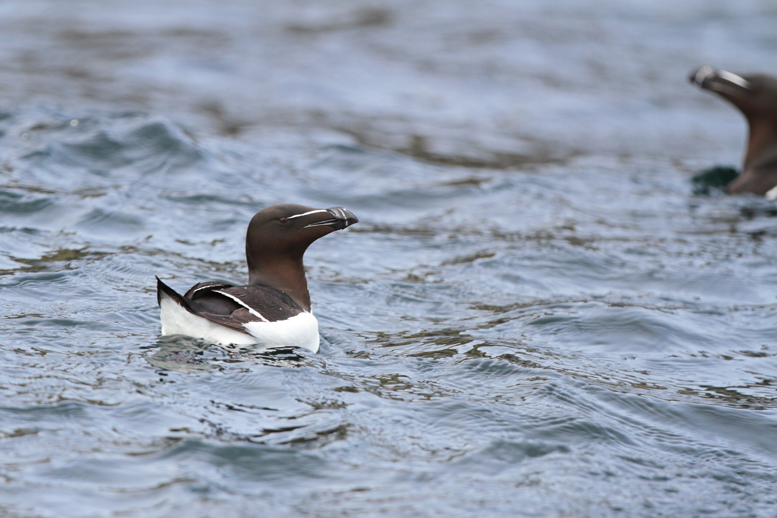 Razorbill. Isle of Man, June 2021 © Neil G Morris.