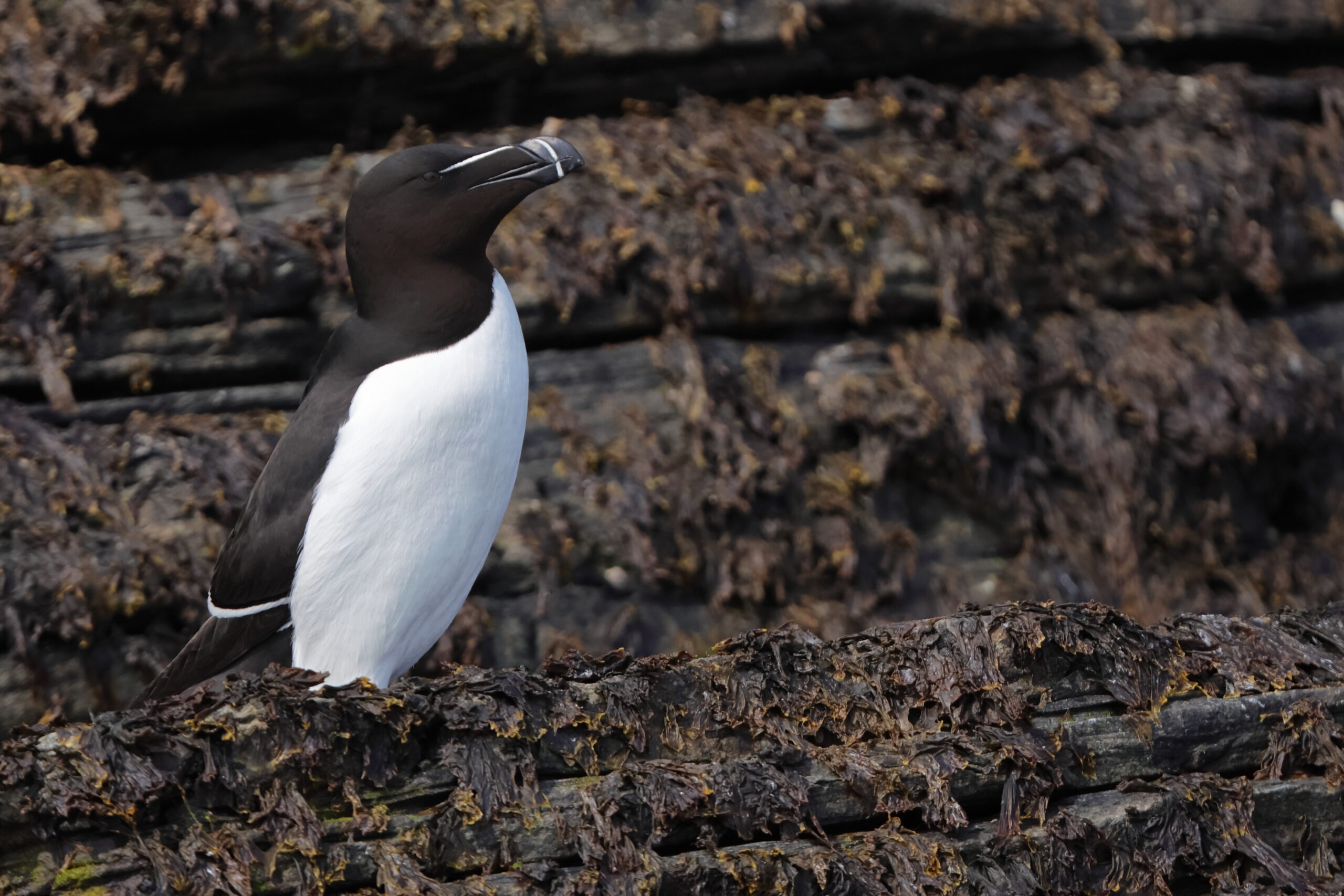 Razorbill. Isle of Man, May 2023 © Neil G Morris.
