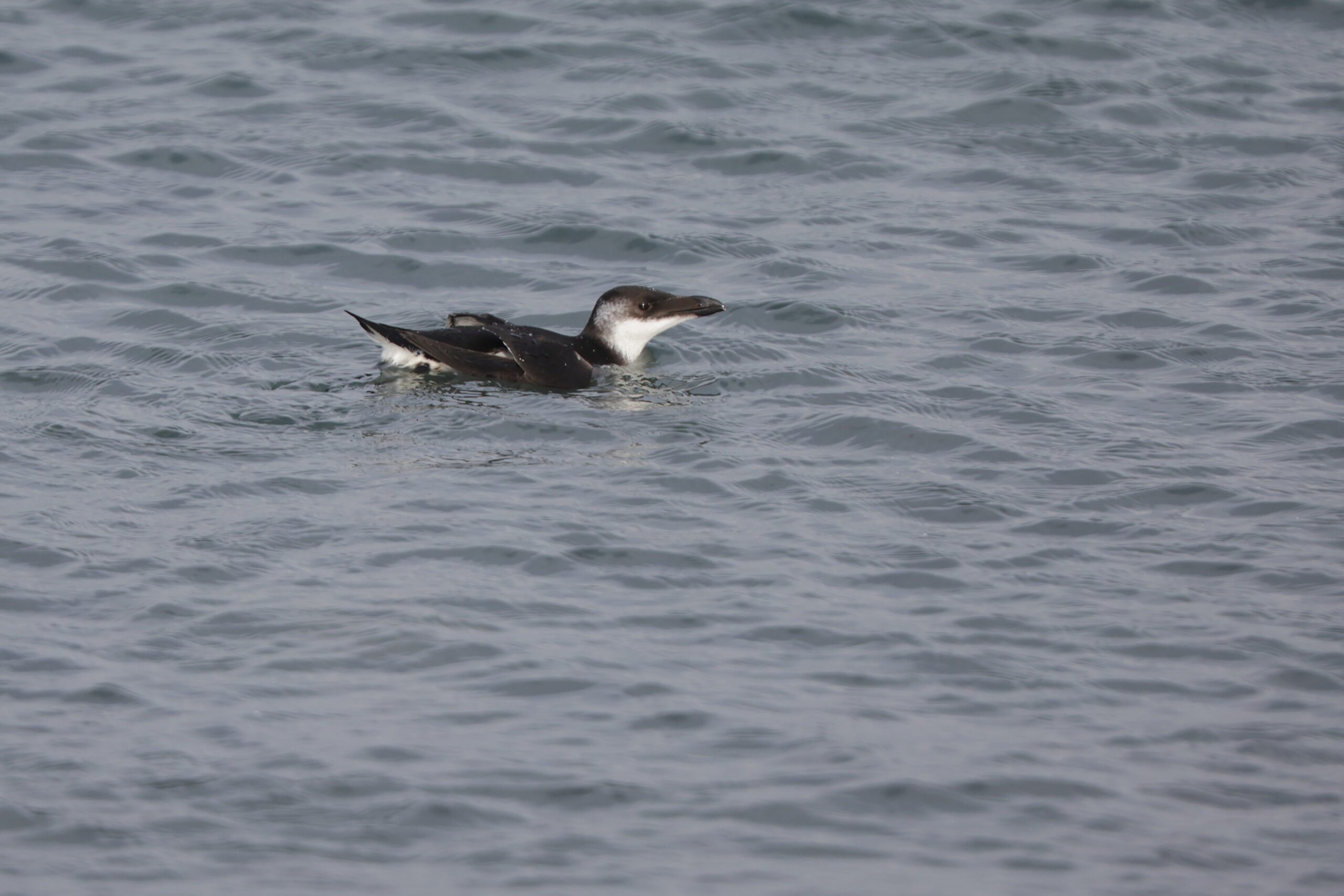 Razorbill. Isle of Man, January 2024 © Neil G Morris.
