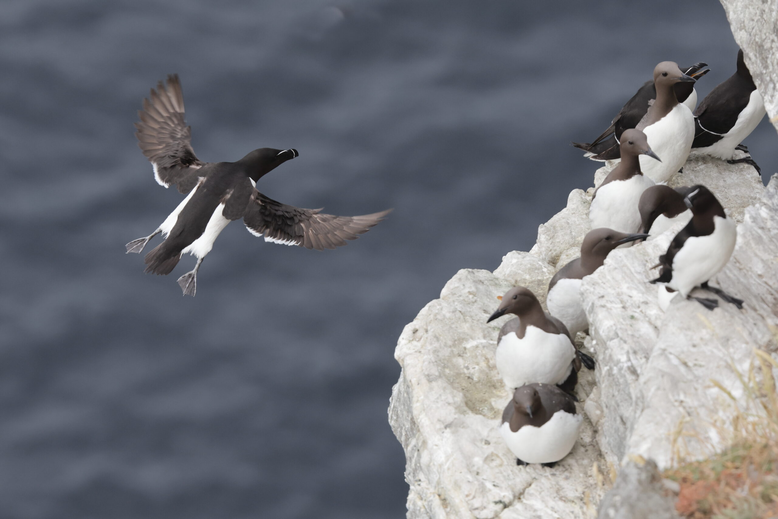 Razorbill. Isle of Man, July 2024 © Neil G Morris.