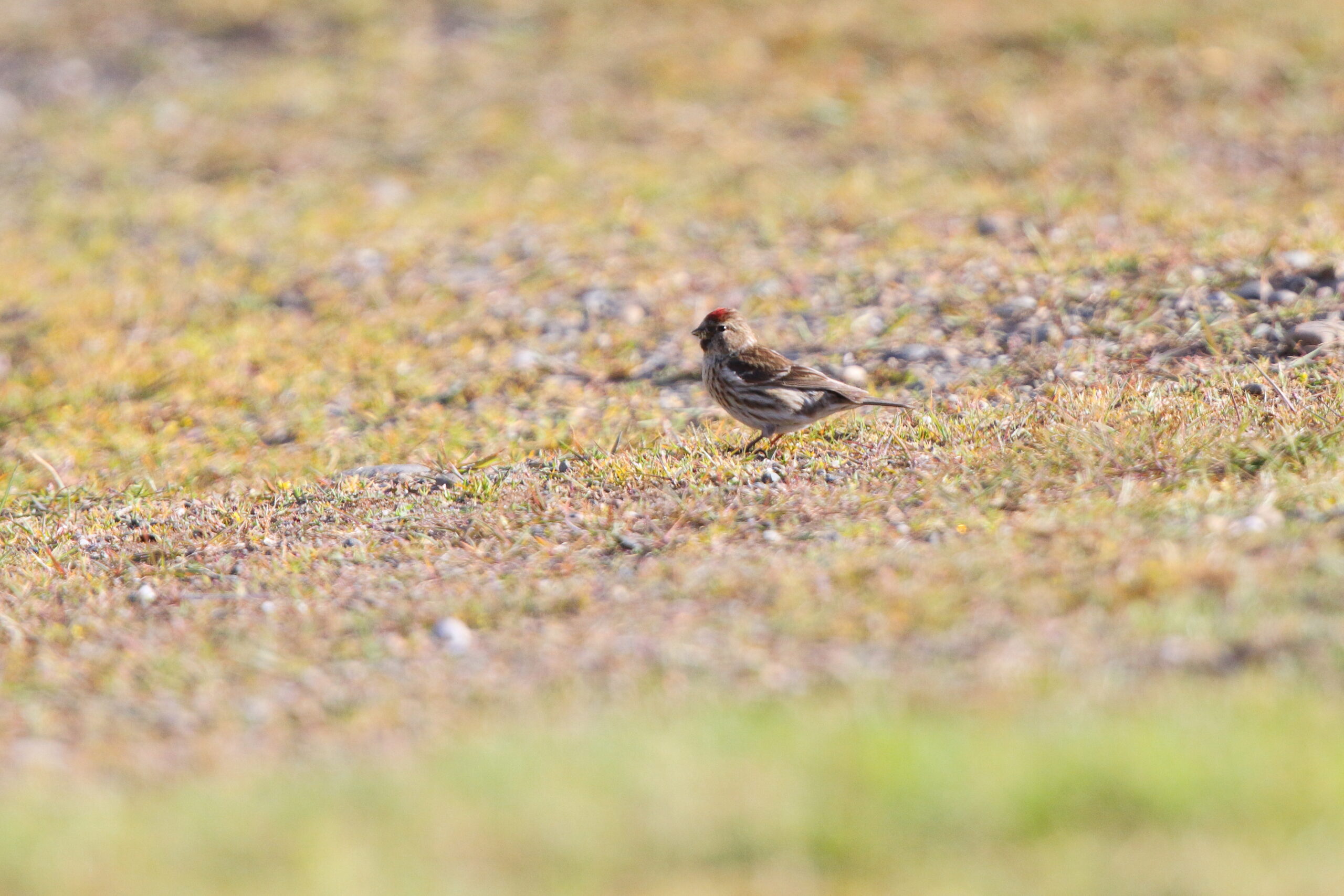 'Icelandic' Redpoll. Isle of Man, May 2021 © Neil G Morris.