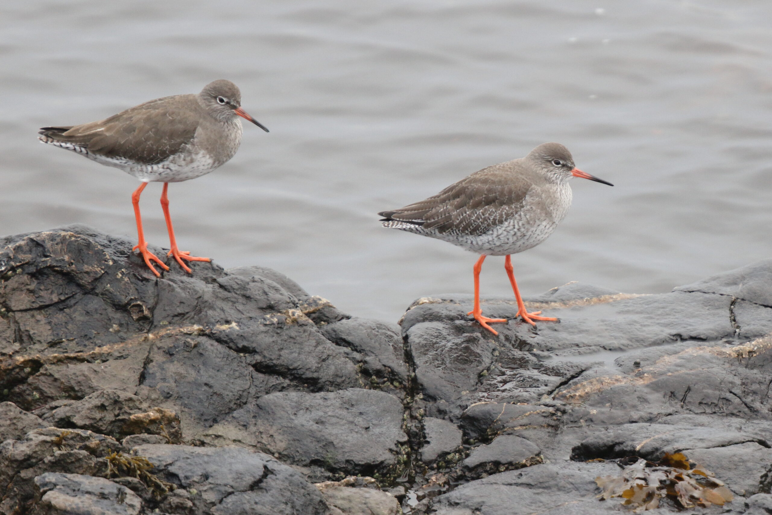 Redshank. Isle of Man, December 2021 © Neil G Morris.