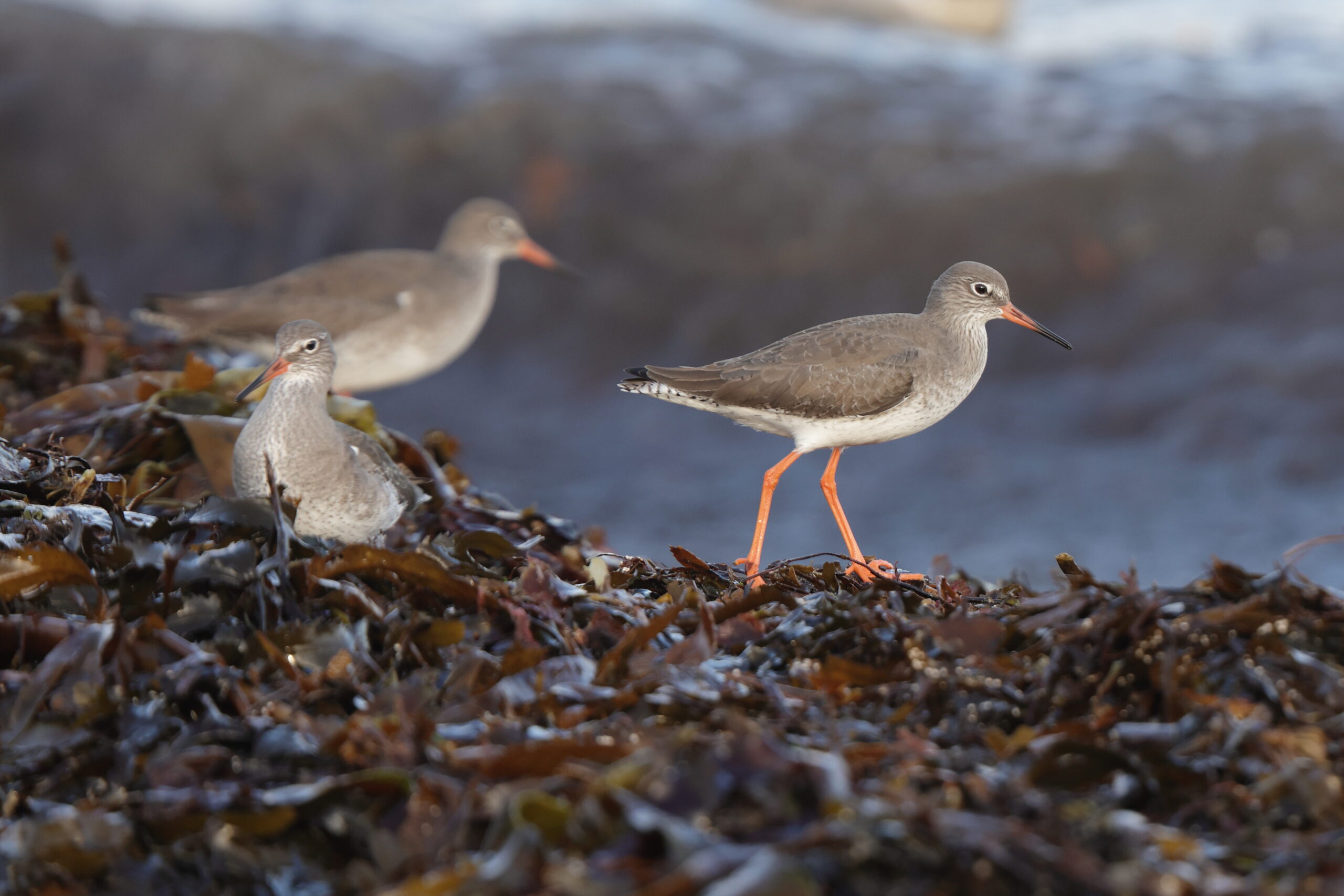 Redshank. Isle of Man, December 2023 © Neil G Morris.