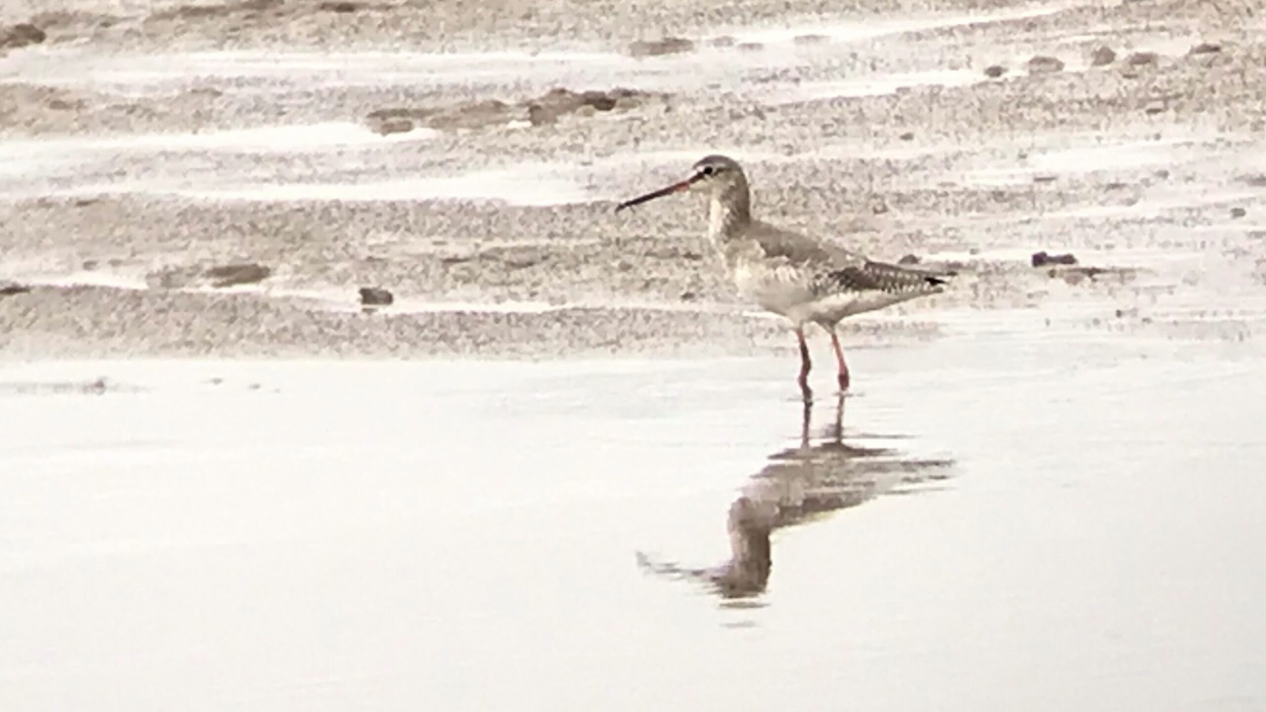 Spotted Redshank. Isle of Man, September 2023 © Neil G Morris.