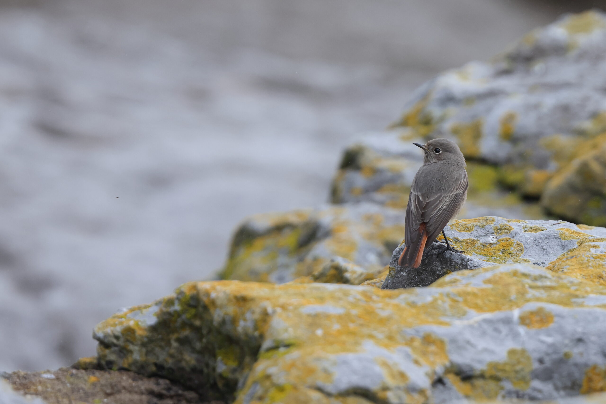 Black Redstart. Isle of Man, November 2024 © Neil G Morris.