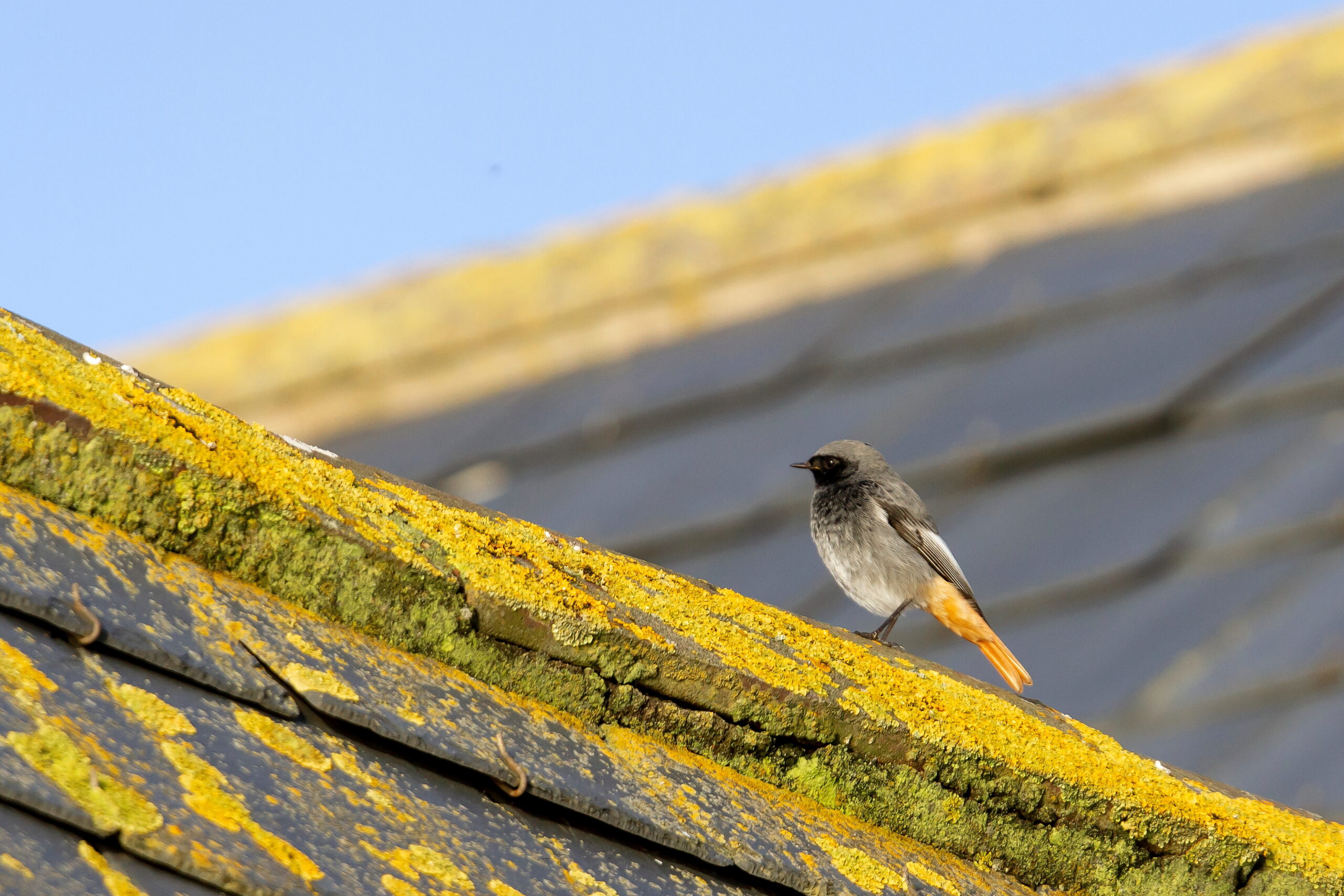 Black Redstart. Isle of Man, November 2019 © Neil G Morris.