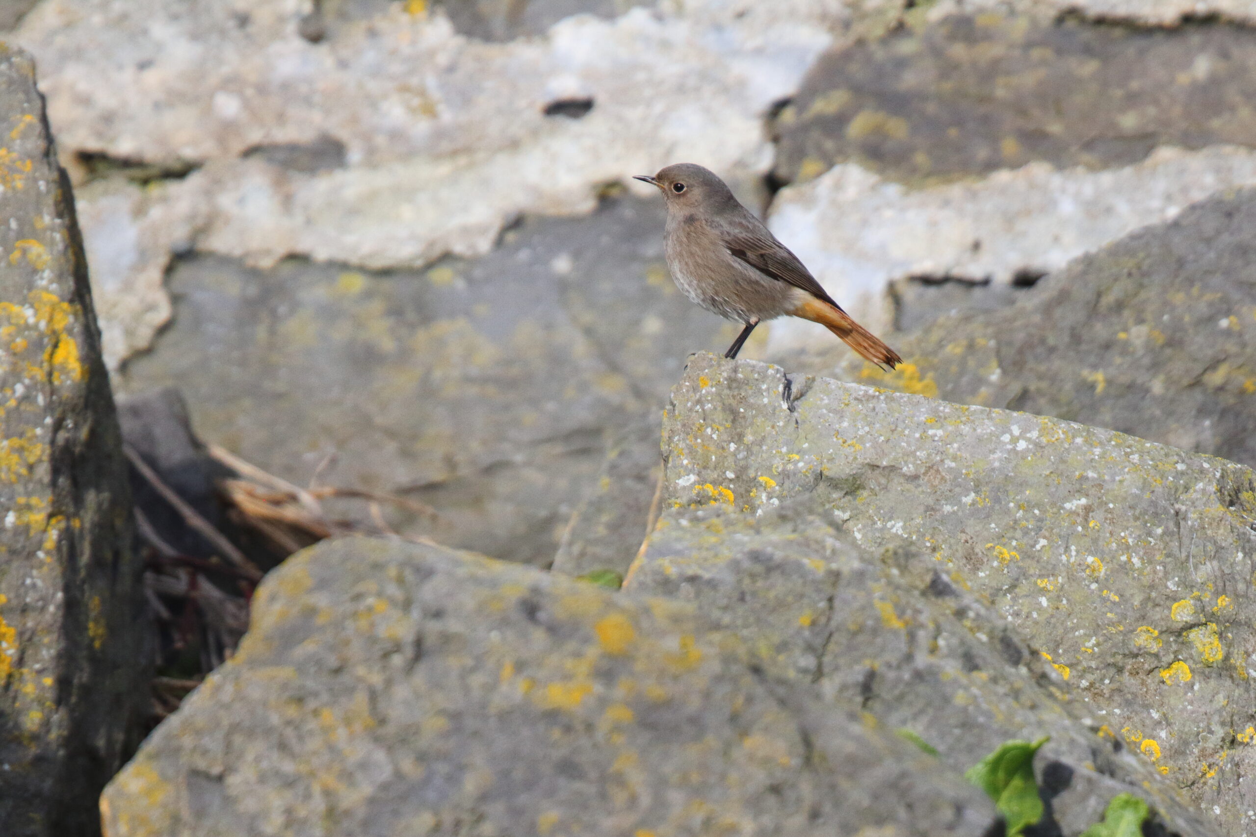 Black Redstart. Isle of Man, January 2021 © Neil G Morris.