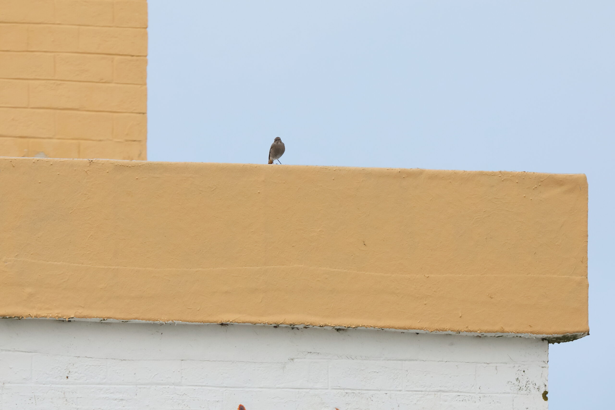 Black Redstart. Isle of Man, October 2024 © Neil G Morris.