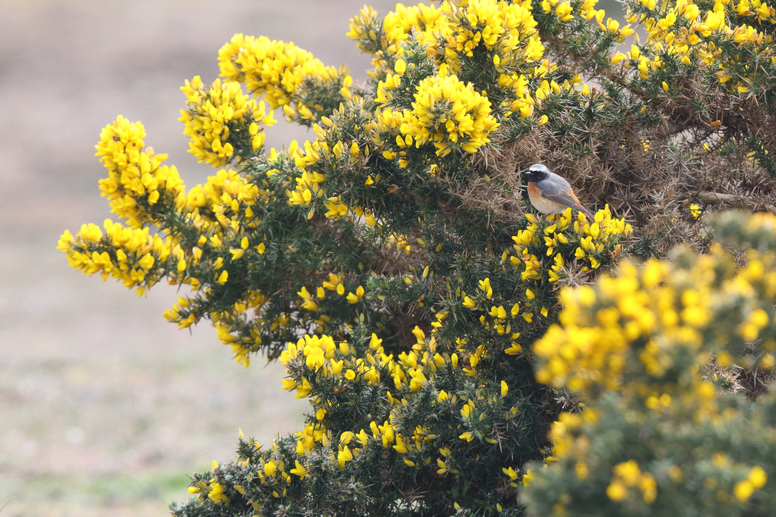 Redstart. Isle of Man, April 2023 © Neil G Morris.