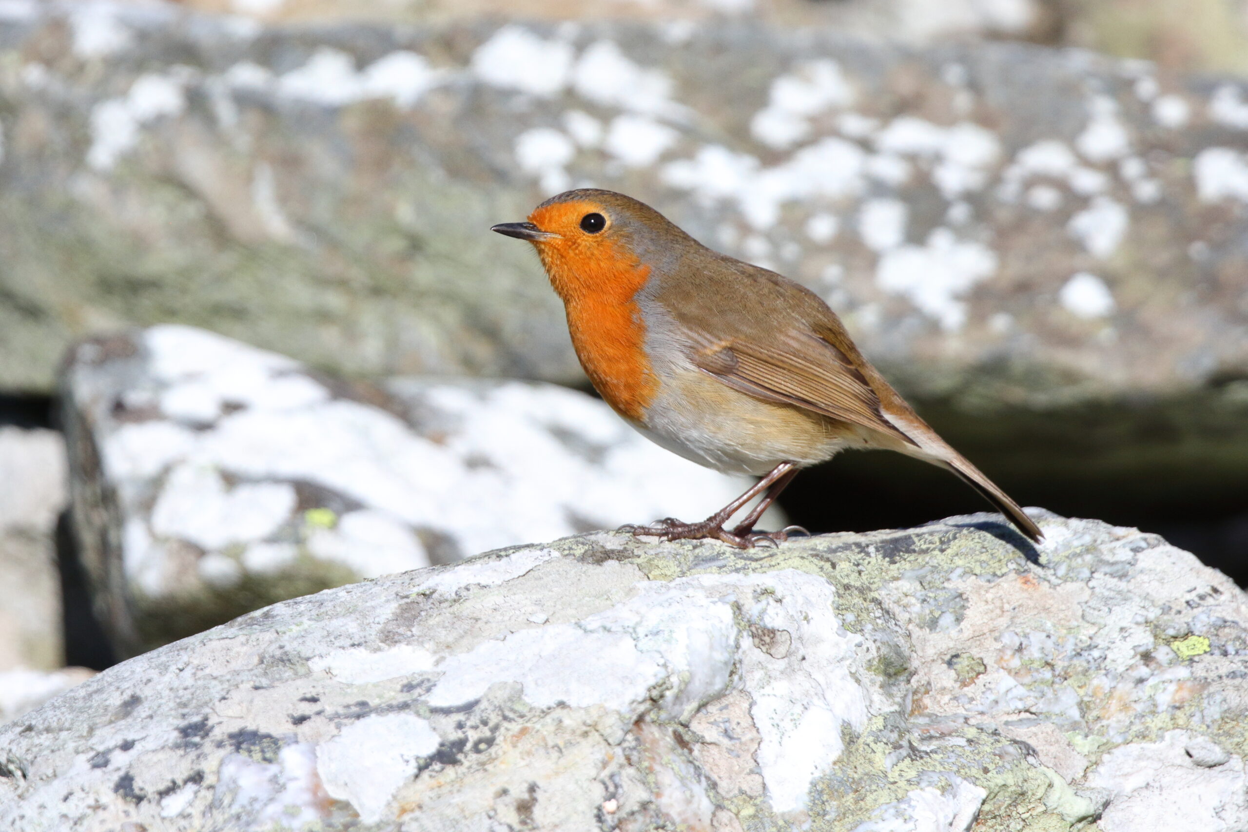 Robin. Isle of Man, October 2018 © Neil G Morris.