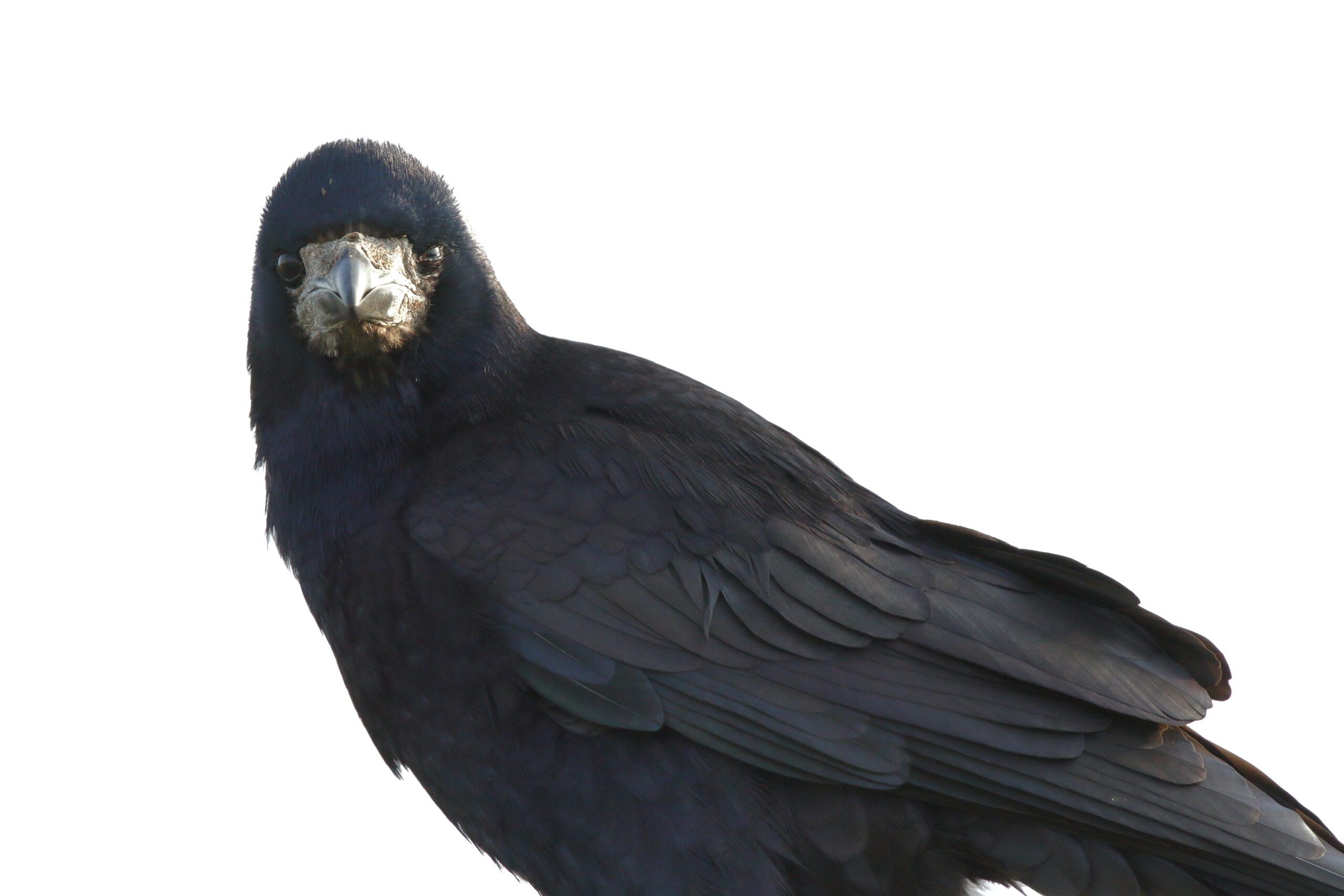 Rook. Isle of Man, November 2014 © Neil G. Morris.