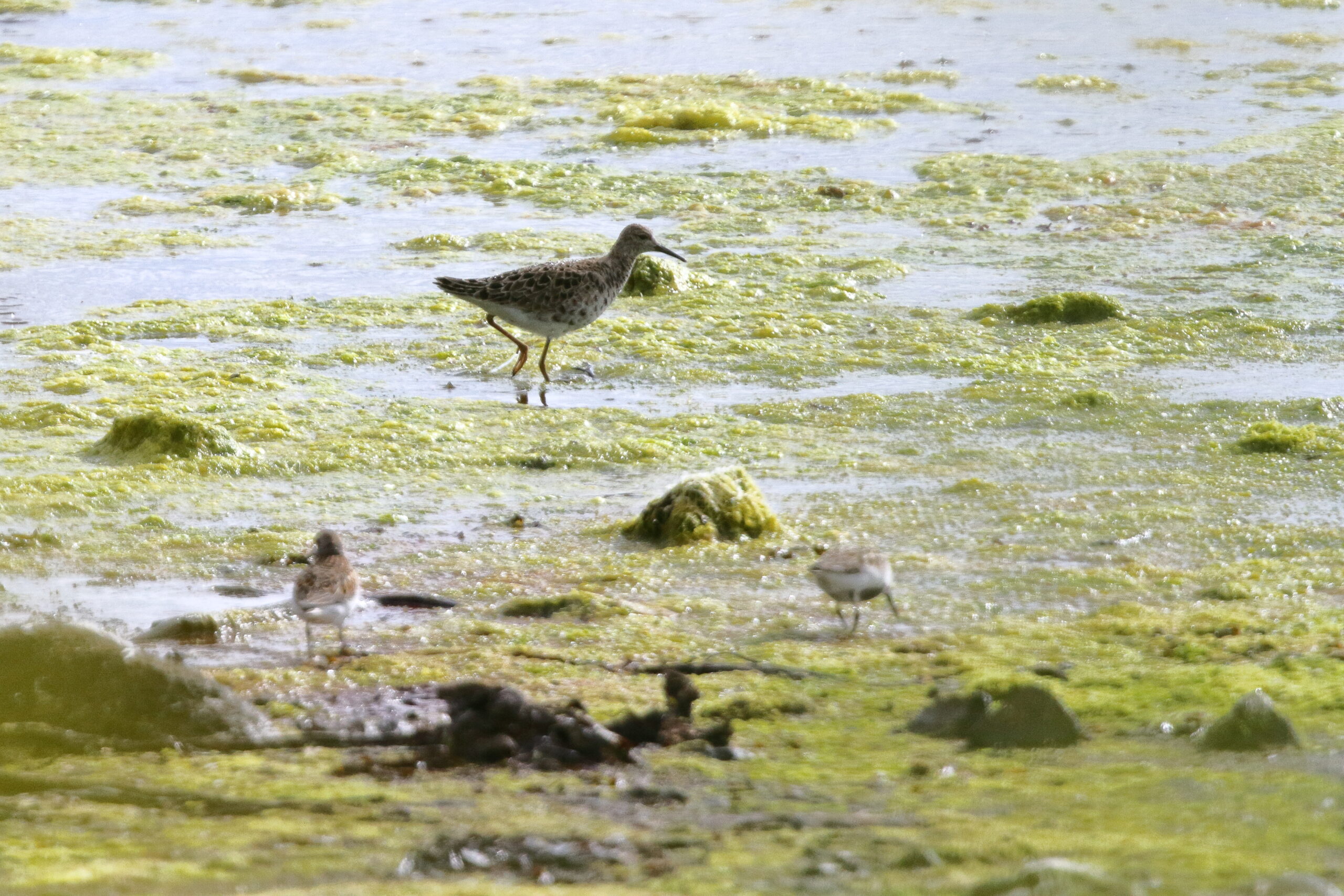 Ruff. Isle of Man, May 2019 © Neil G Morris.