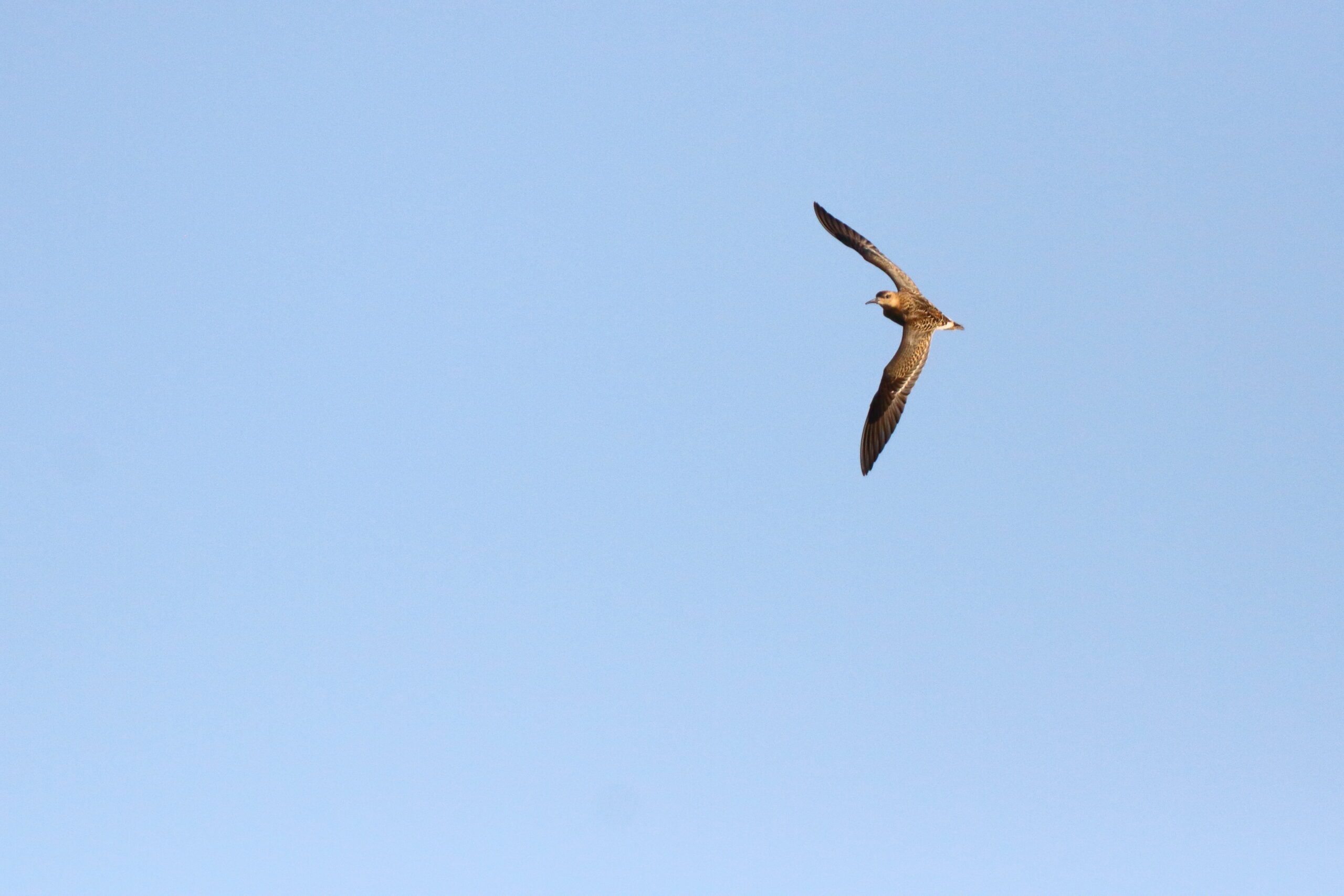 Ruff. Isle of Man, September 2020 © Neil G Morris.