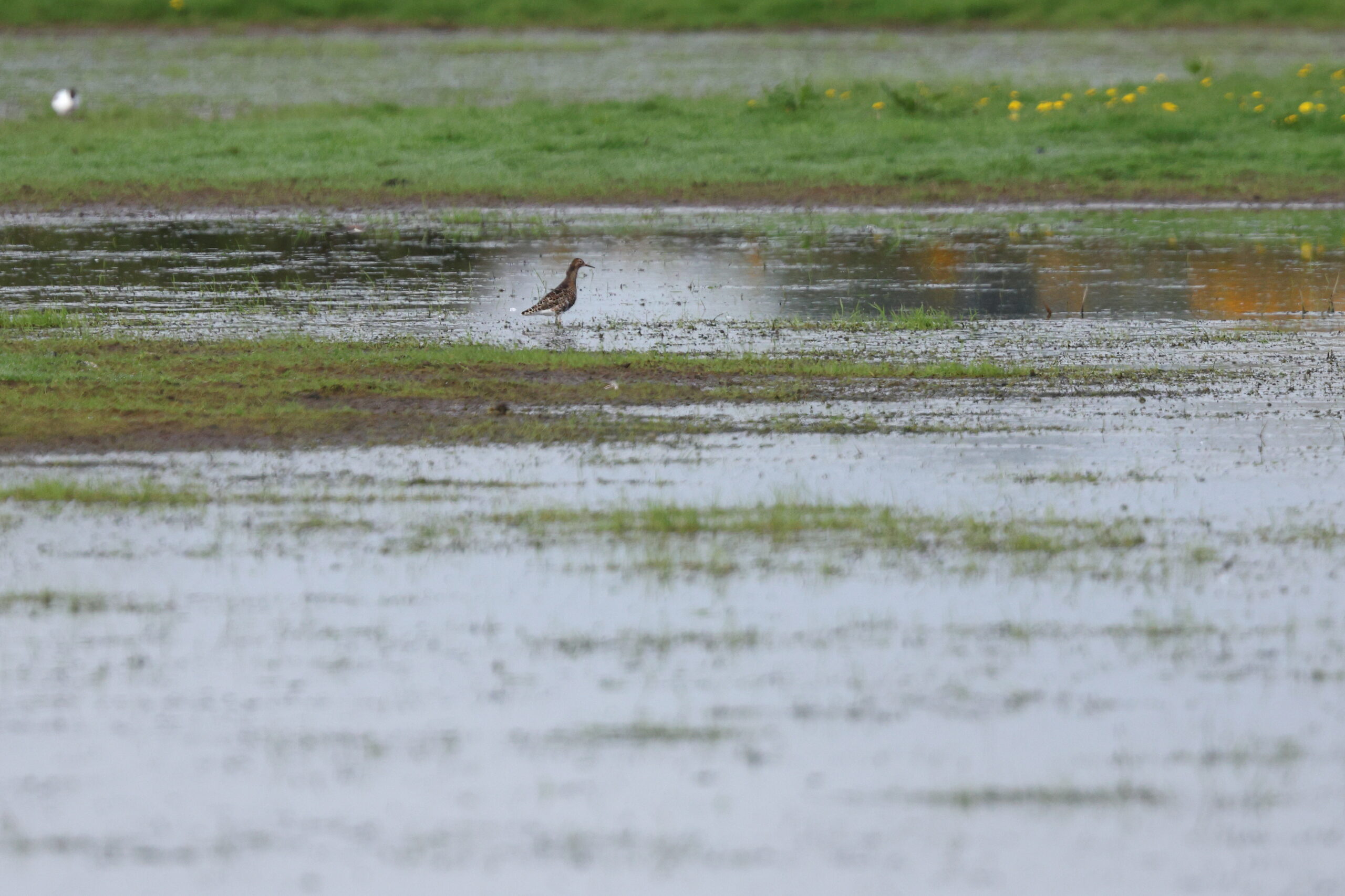 Ruff. Isle of Man, May 2024 © Neil G Morris.