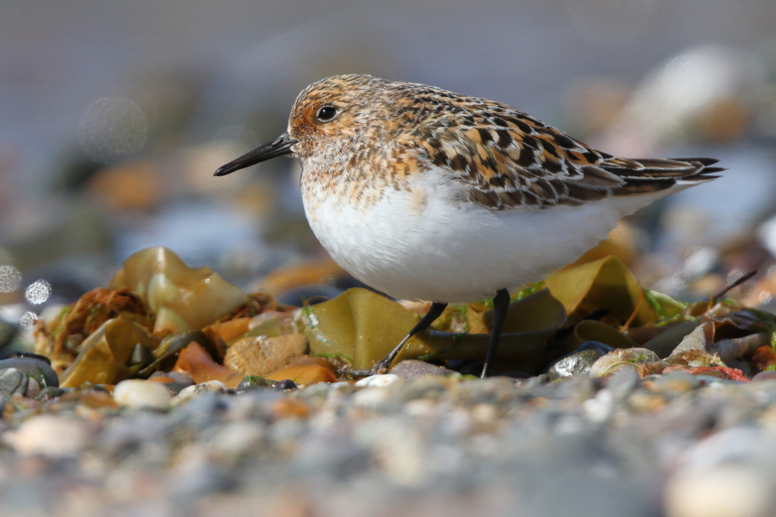 Sanderling. Isle of Man, June 2019 © Neil G Morris.
