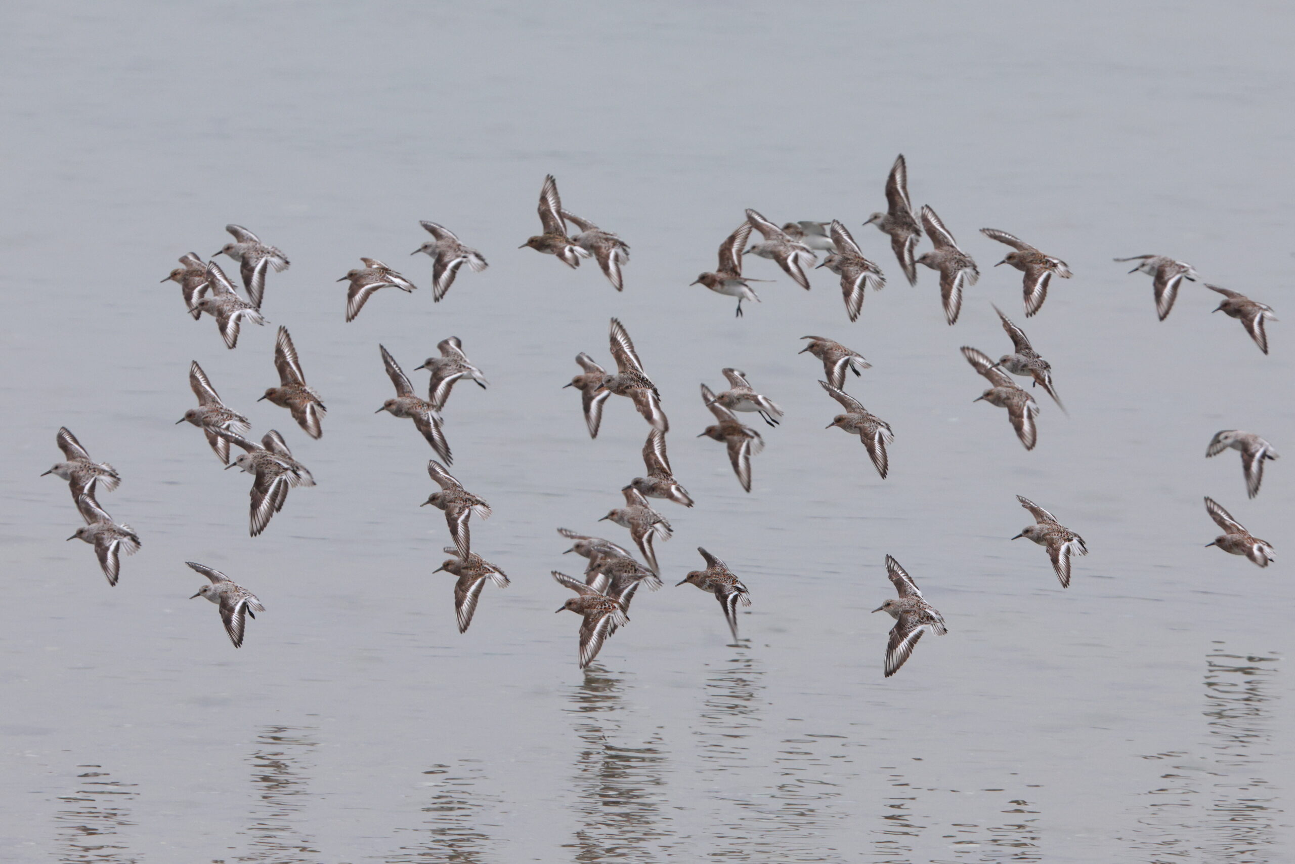 Sanderling. Isle of Man, May 2024 © Neil G Morris.