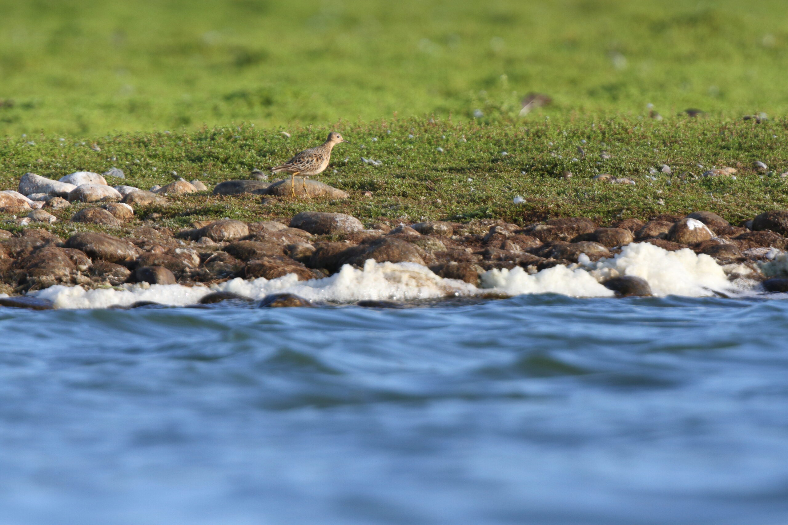 Buff-breasted Sandpiper. Isle of Man, August 2021 © Neil G Morris.