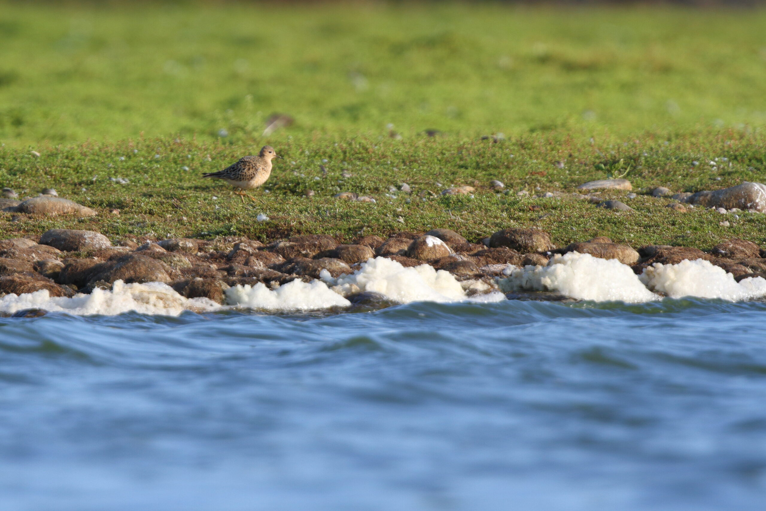 Buff-breasted Sandpiper. Isle of Man, August 2021 © Neil G Morris.
