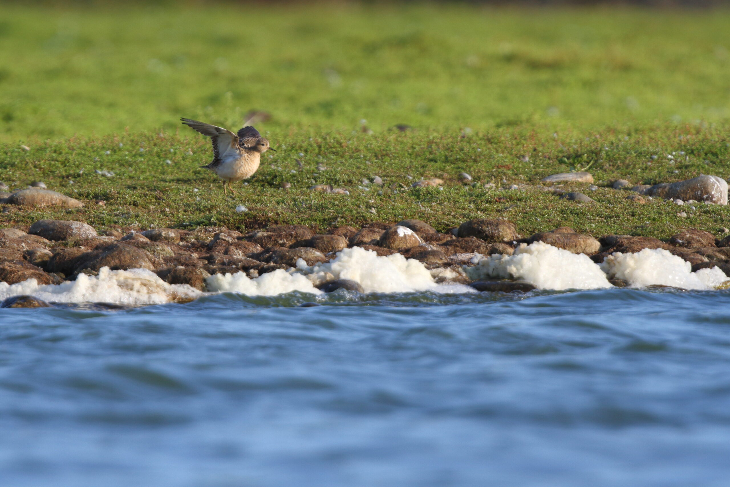 Buff-breasted Sandpiper. Isle of Man, August 2021 © Neil G Morris.