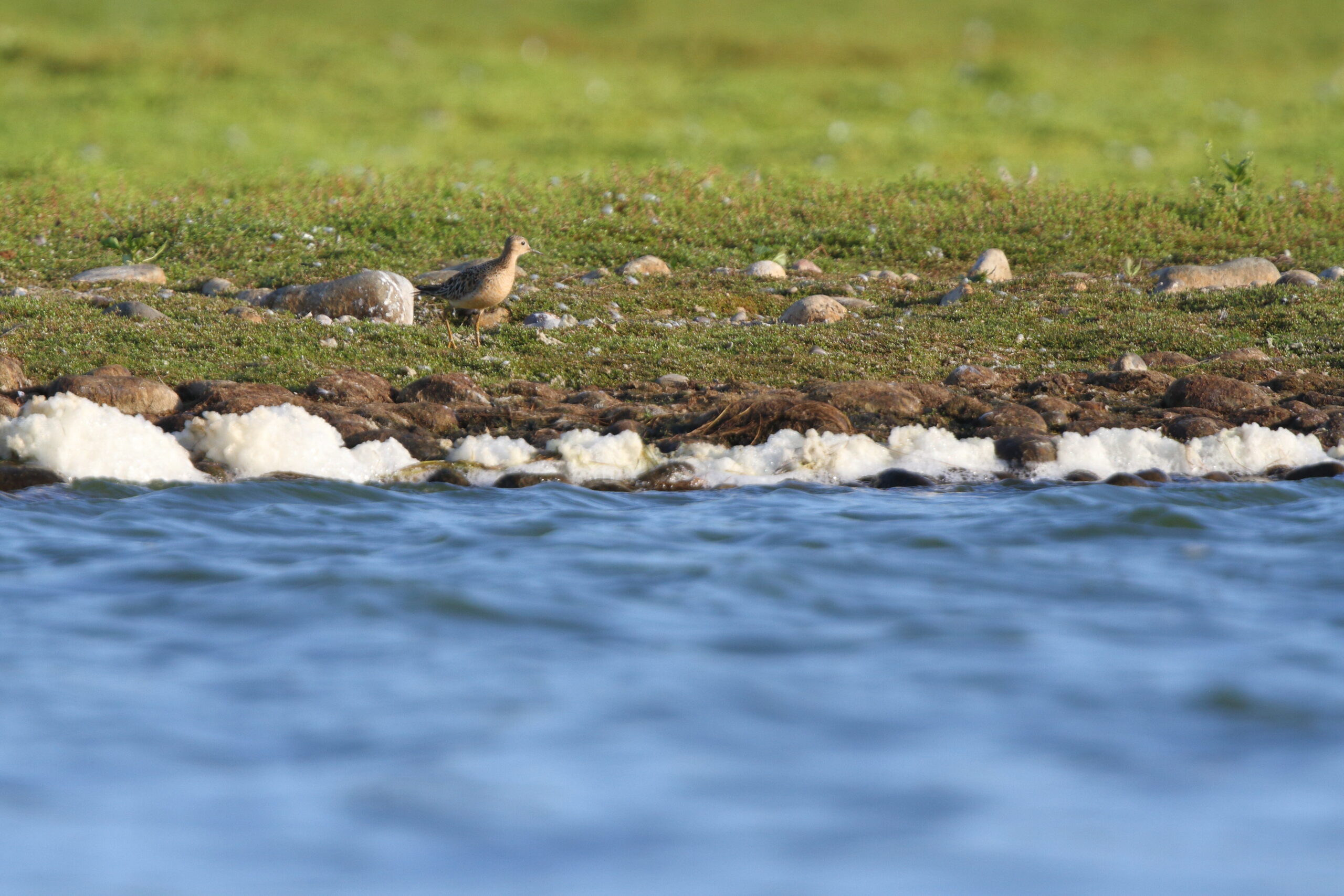 Buff-breasted Sandpiper. Isle of Man, August 2021 © Neil G Morris.