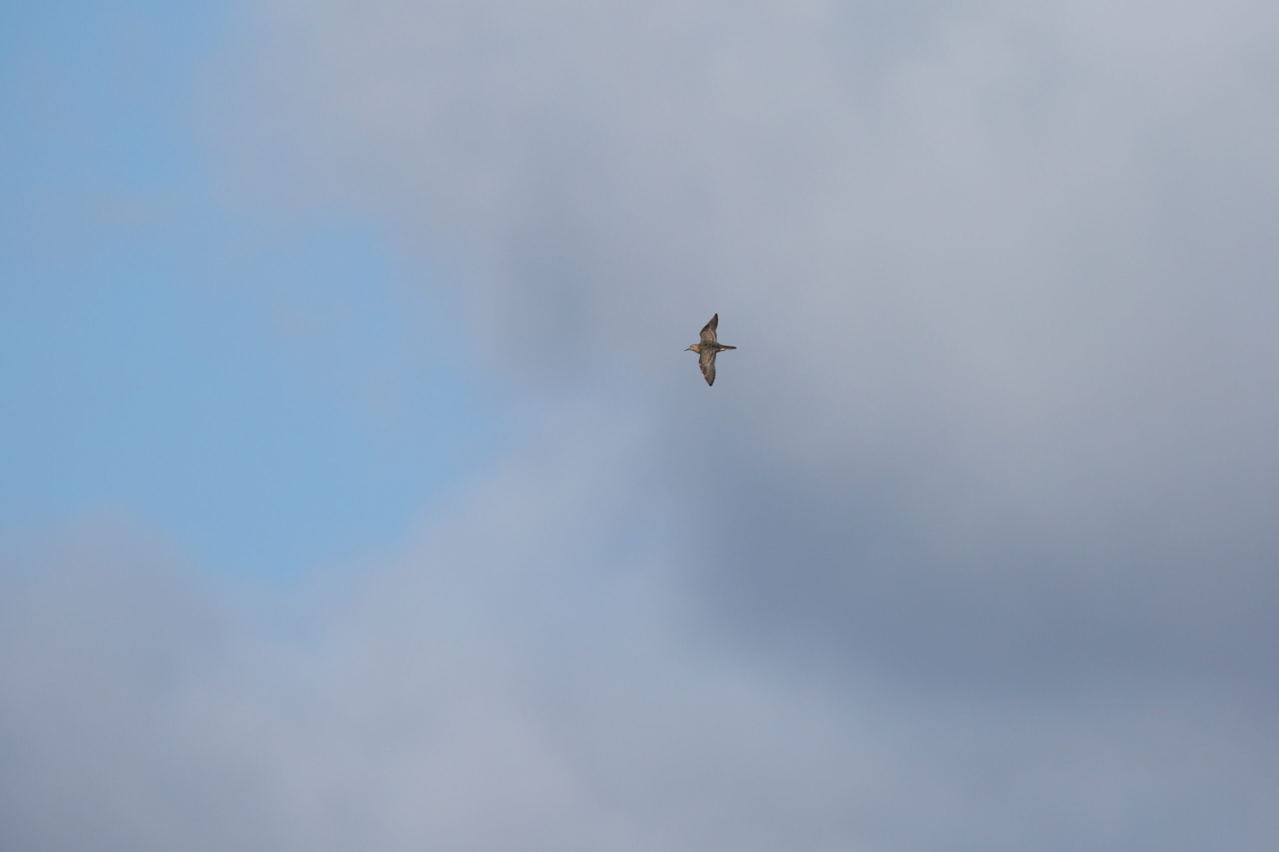 Buff-breasted Sandpiper. Isle of Man, October 2022 © Neil G Morris.